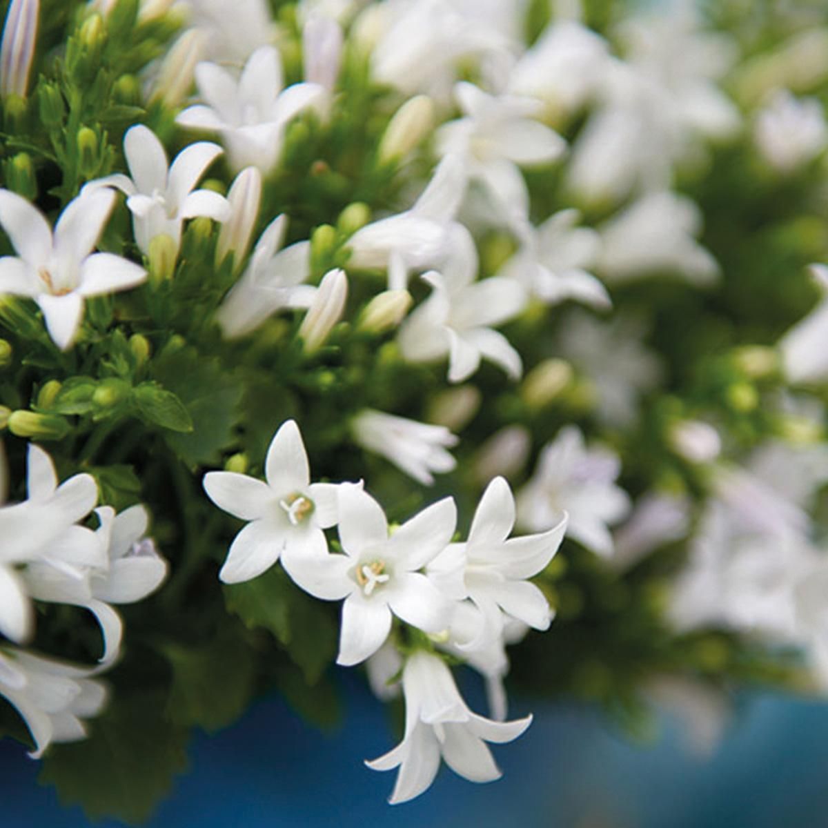 Campanula Addenda Ambella Weiß - Dekorativer Schilfkorb mit Glockenblumen