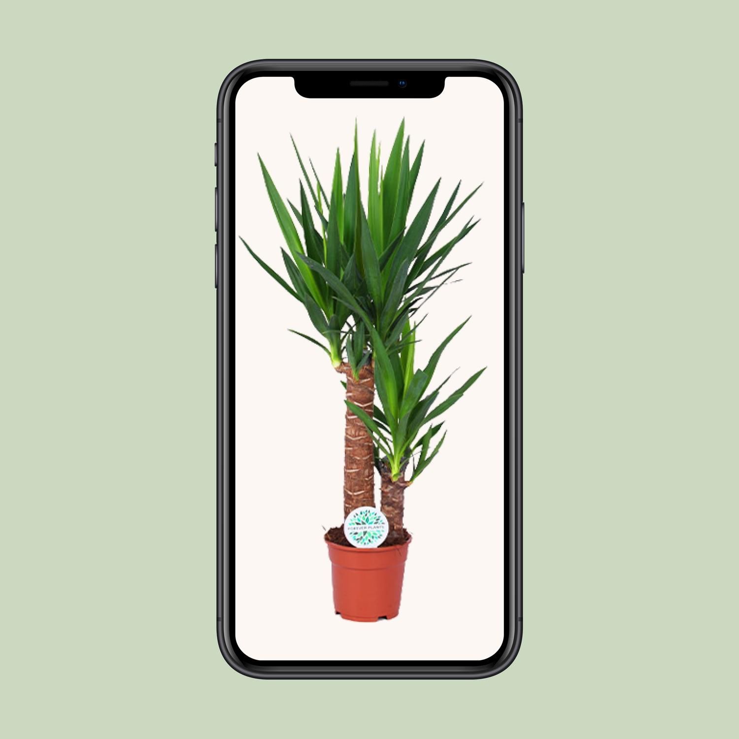 Yucca Zimmerpflanze mit dekorativen schwertförmigen Blättern