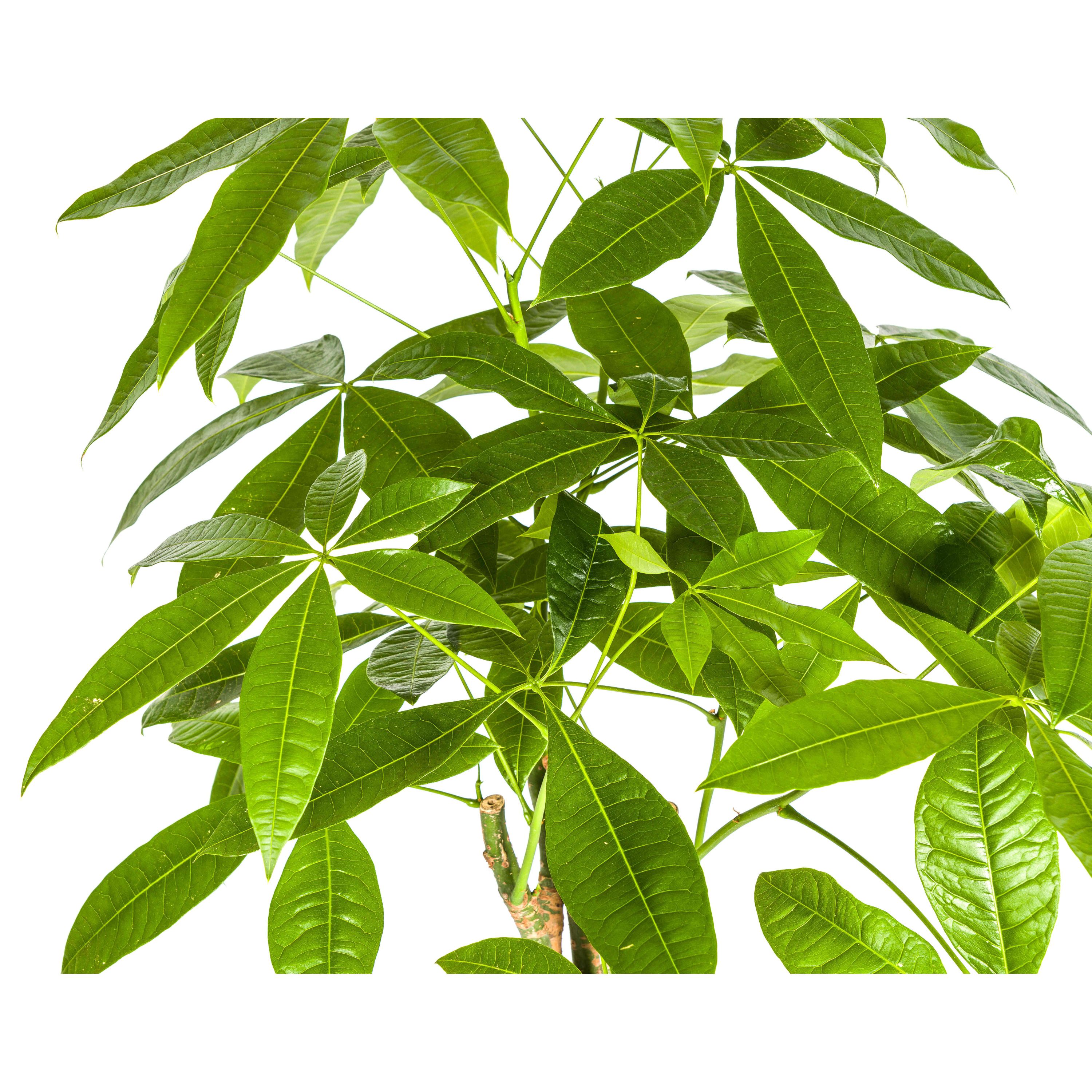 Pachira Aquatica | Ø21cm | 90 - 110cm Höhe