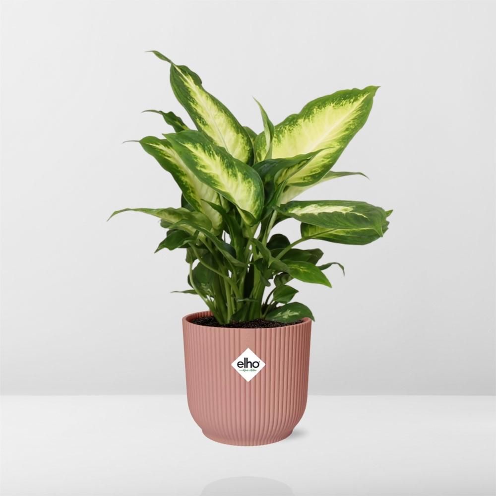 Dieffenbachia Camilla Zimmerpflanze im ELHO Vibes Fold Topf