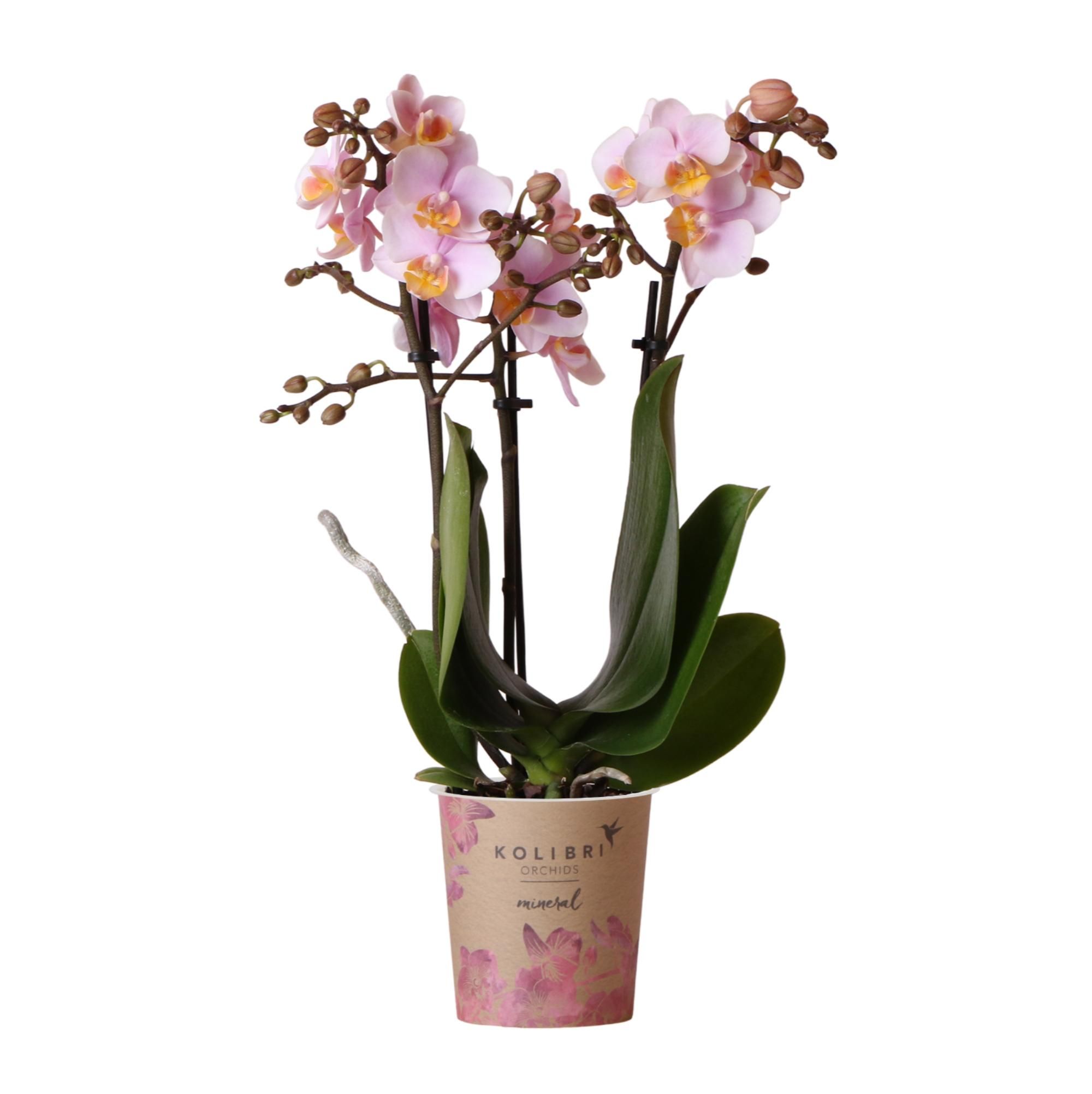 Rosa Phalaenopsis Orchidee