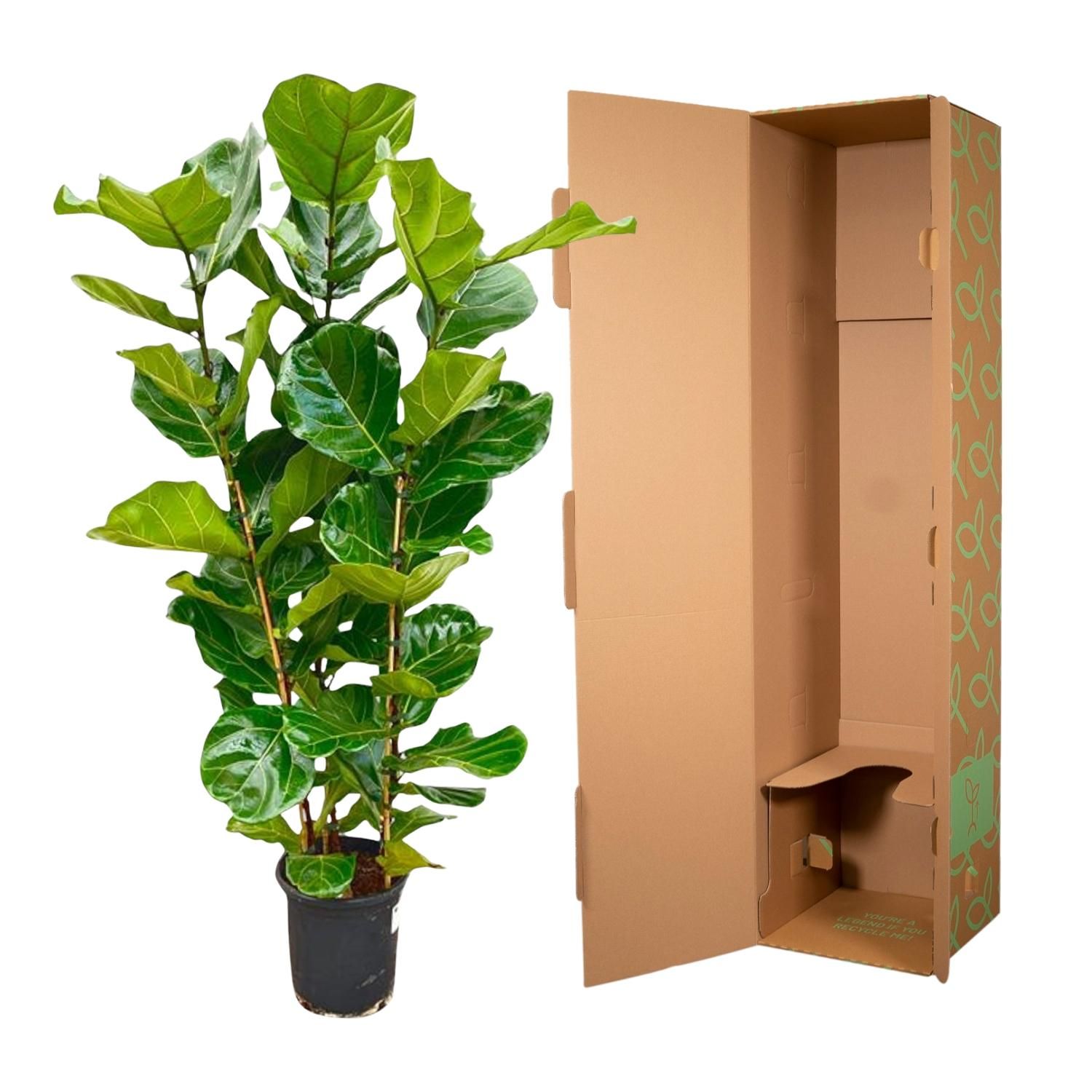 Ficus Lyrata Geigenfeige Zimmerpflanze