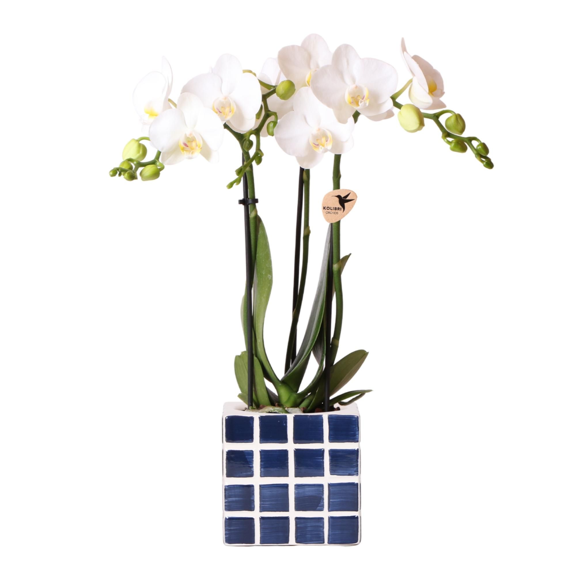 Nazaré-Orchidee und Crassula Hobbit im dekorativen Fish-Topf