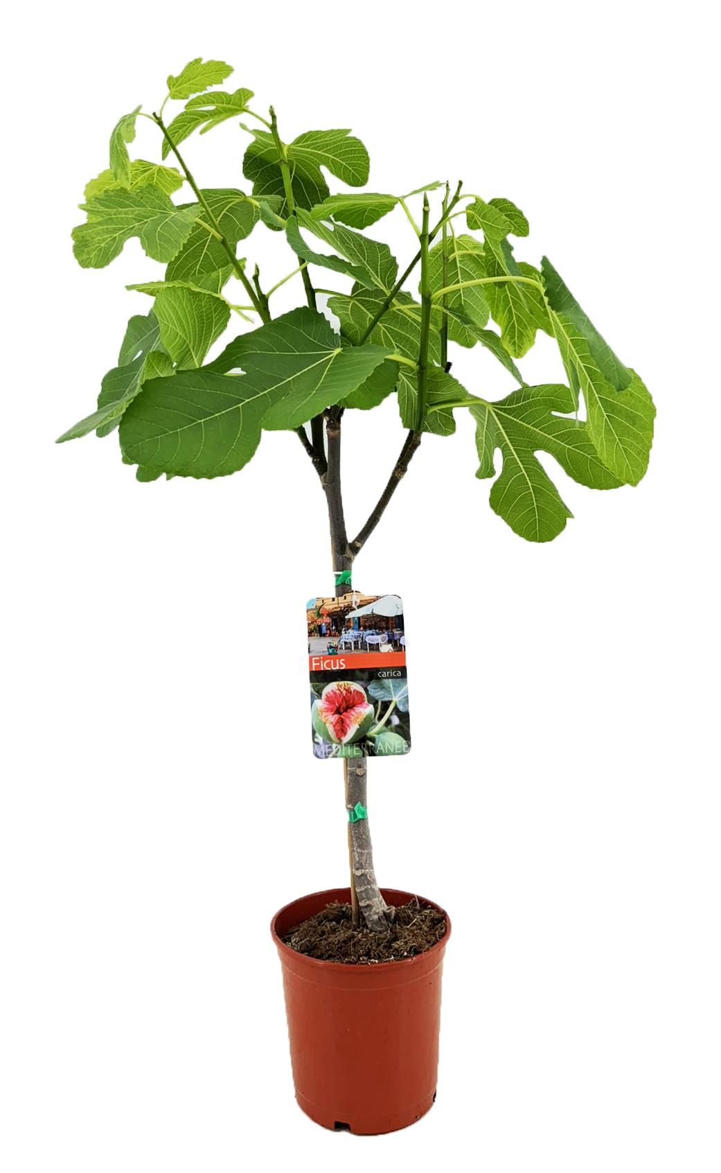 Ficus Carica – Feigenbaum – 80 cm Hoch