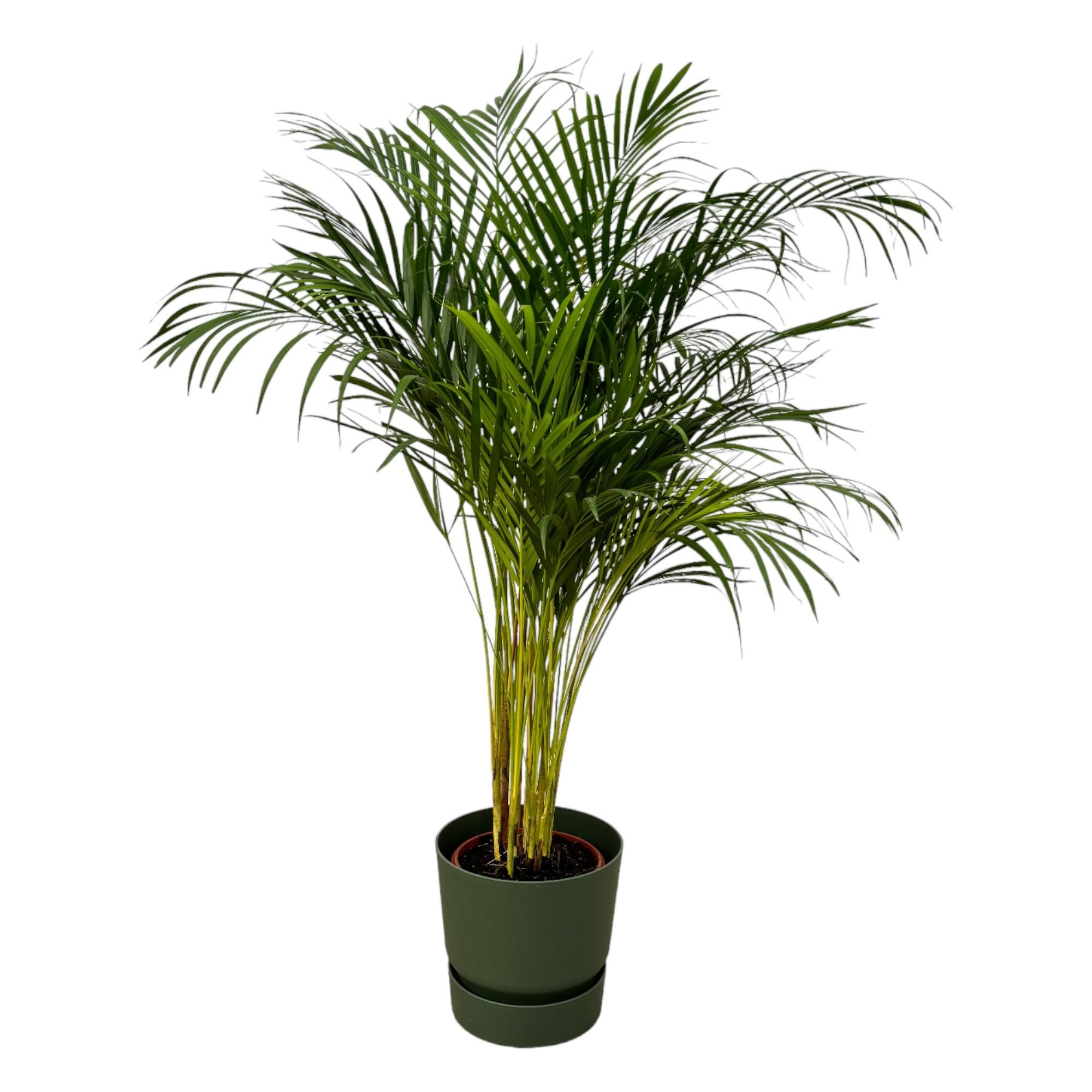 Areca-Palme im modernen Design