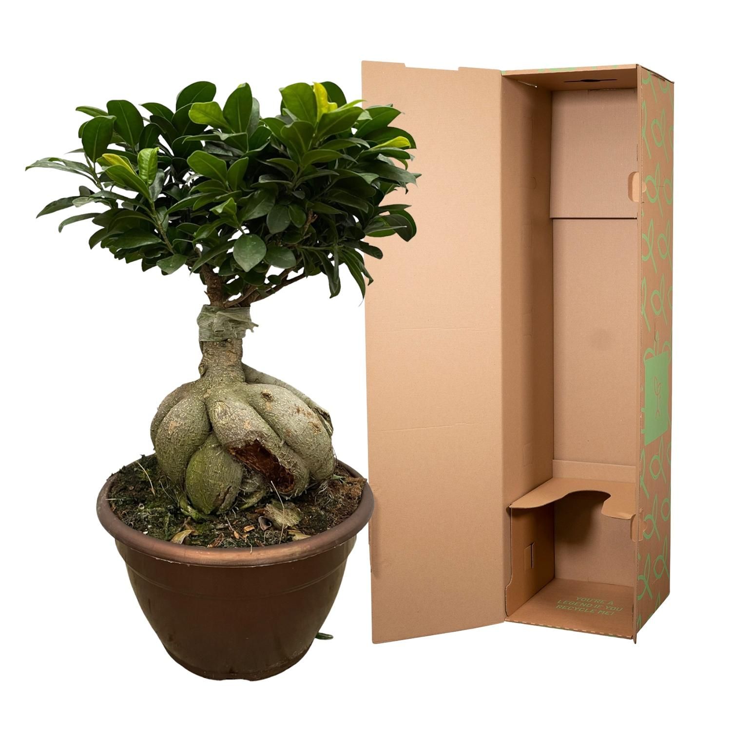 Ficus Microcarpa Ginseng Zimmerpflanze