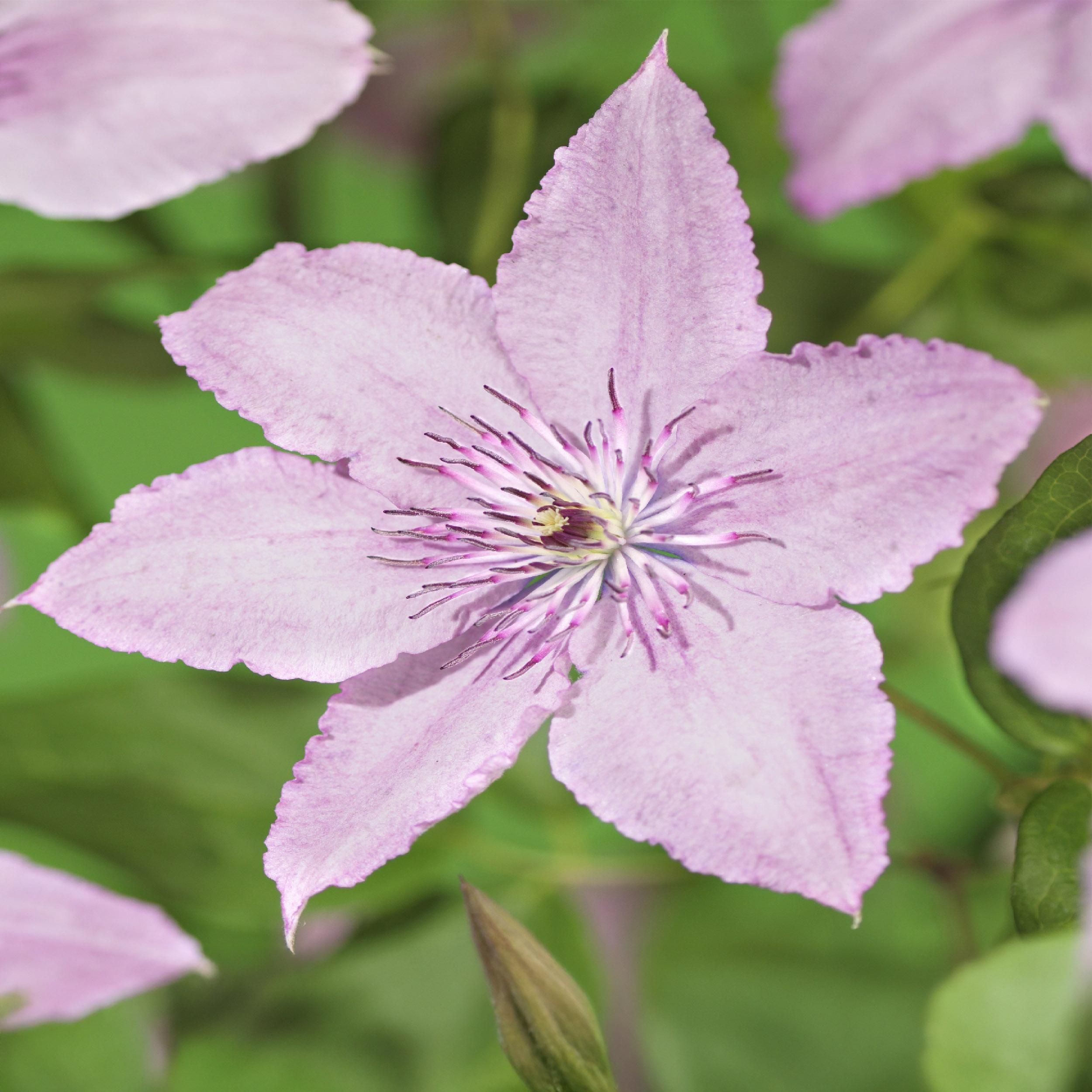 Clematis Hagley Hybrid Kletterpflanze mit rosaroten Blüten