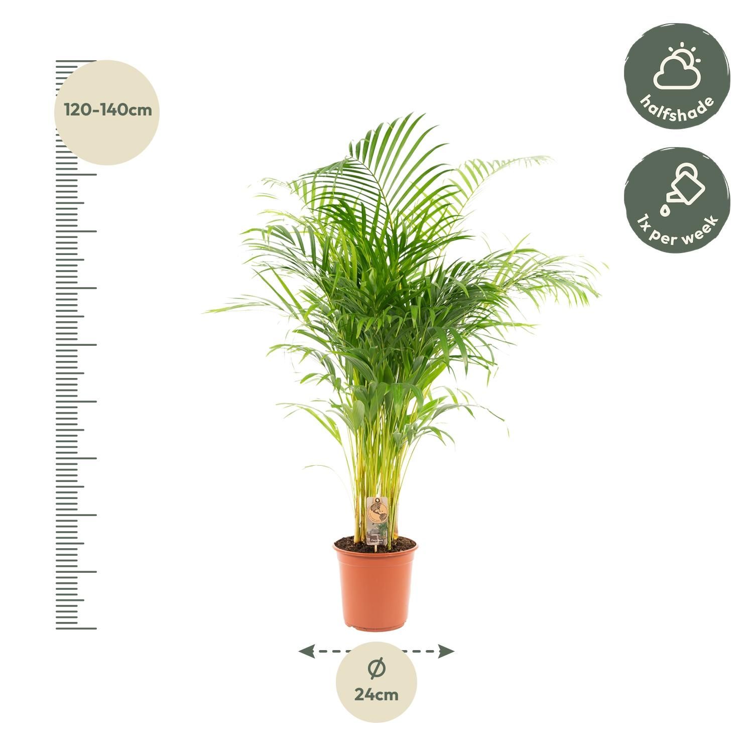 Areca-Palme – elegante tropische Zimmerpflanze