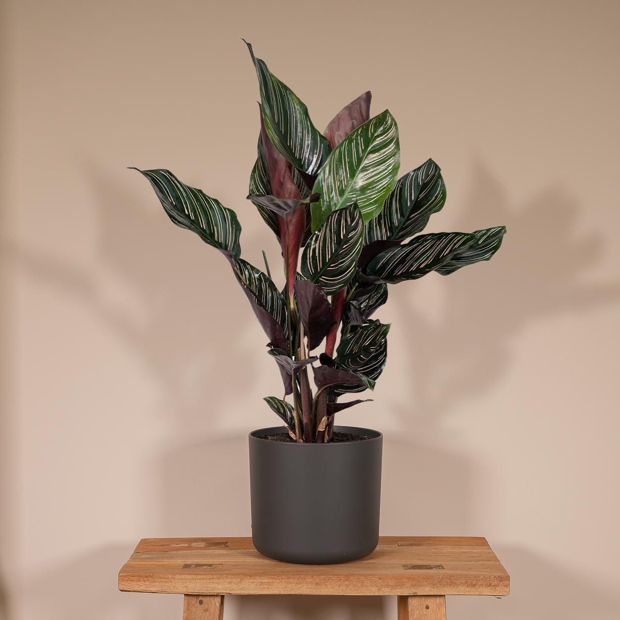Calathea Ornata Zimmerpflanze