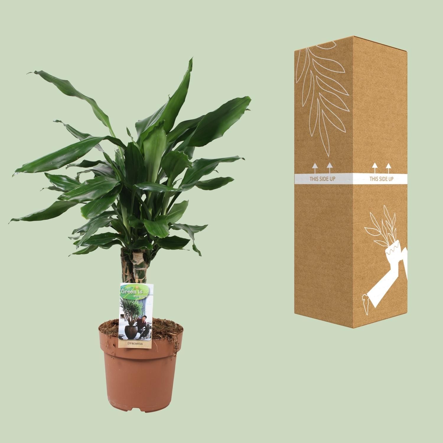 Dracaena Fagrans Steudneri Grünpflanze