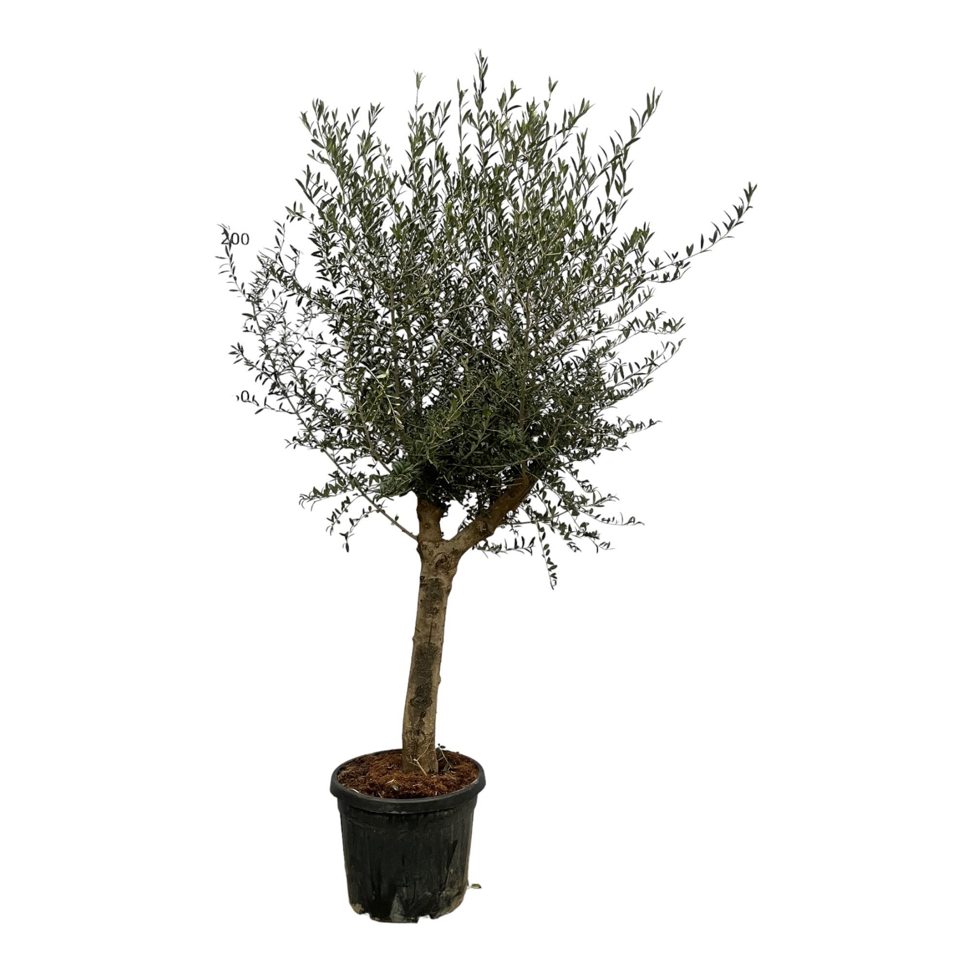 Olivenbaum Olea Lorc natürlicher Schmuck