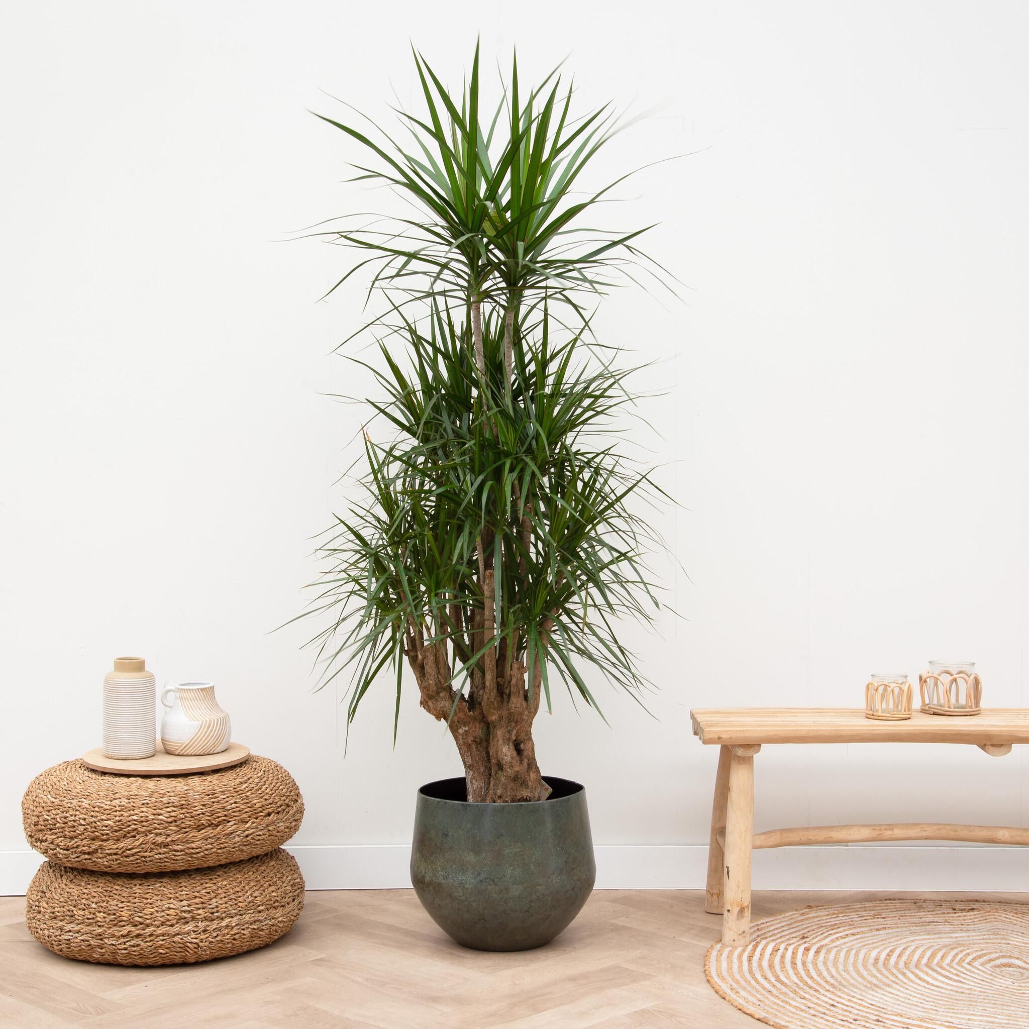 Dracaena Marginata elegant verzweigt