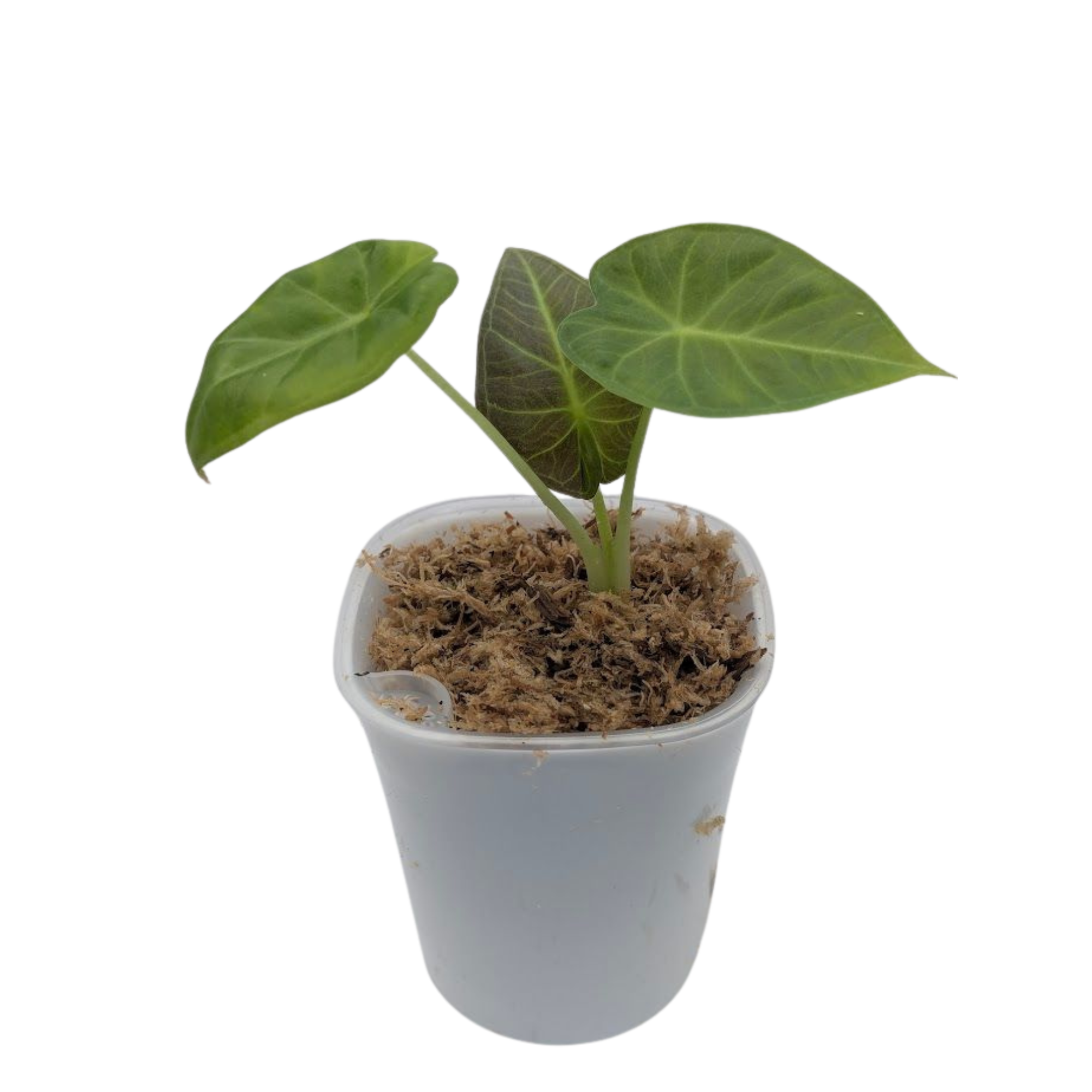 Baby Alocasia Odora Regal Shields + selbstbewässernder Übertopf