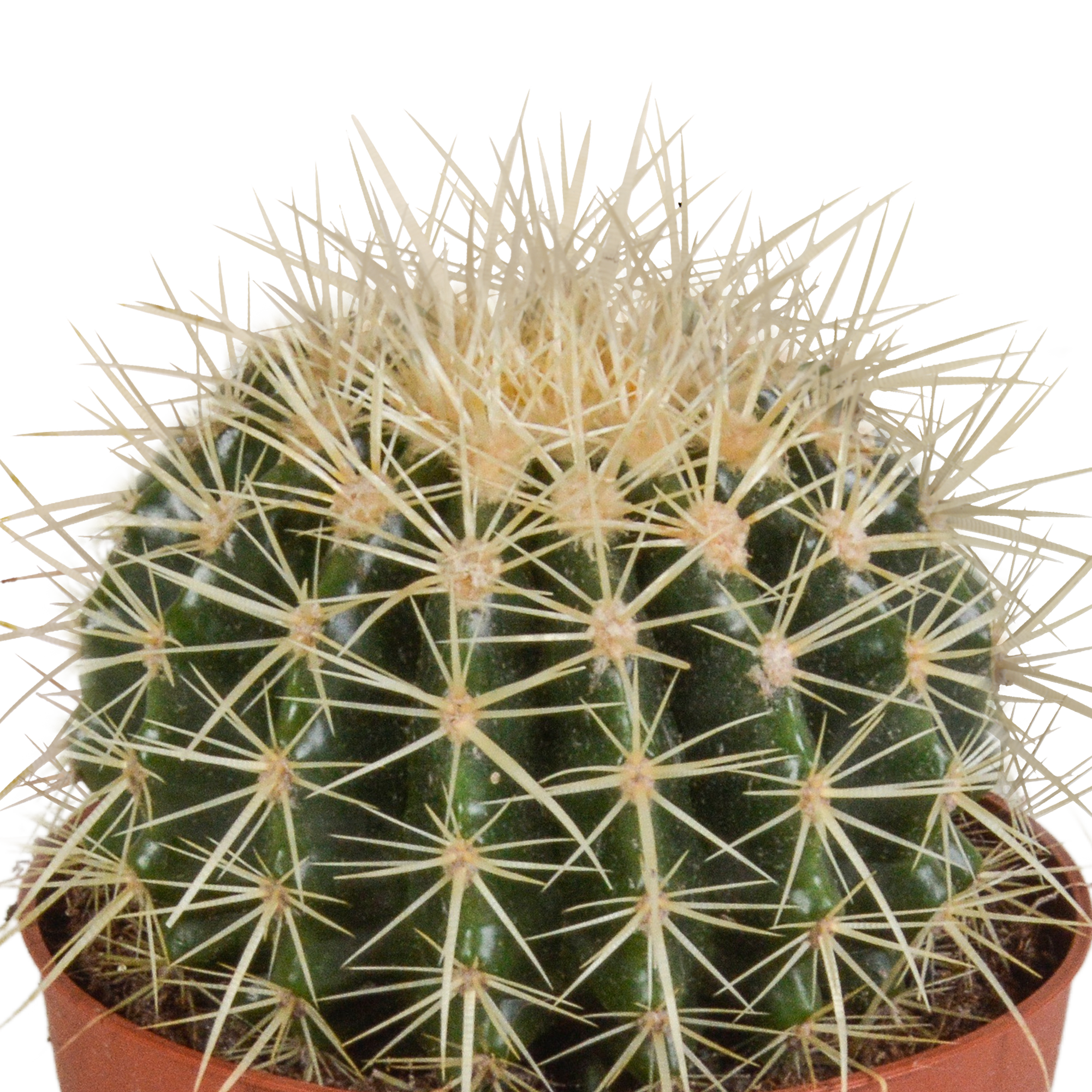 Echinocactus grusonii 12cm – Goldkugelkaktus – pflegeleicht