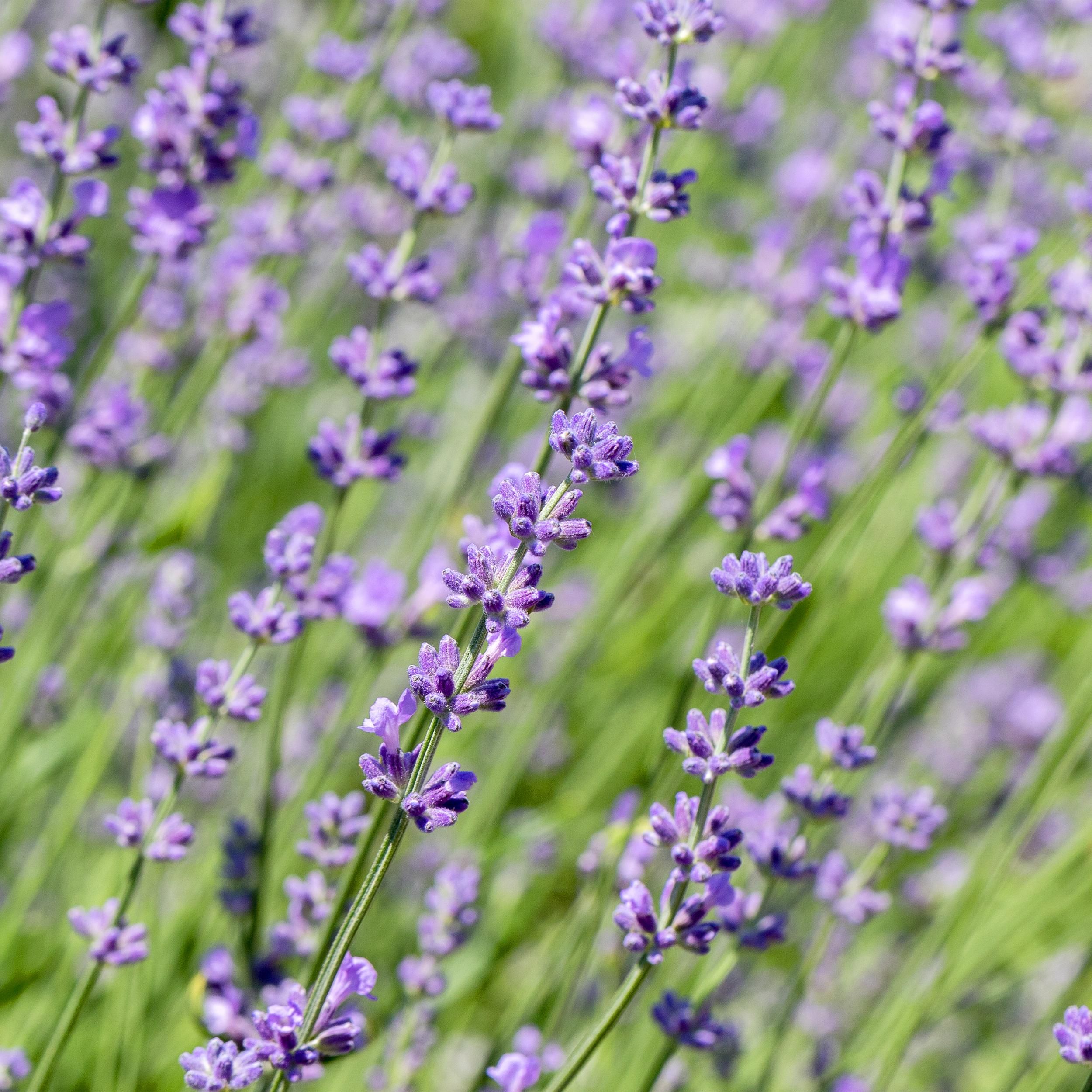 Lavendel Lavandula Angustifolia Hidcote – Immergrün | Grau Blatt | 6 Pflanzen – 1 Meter
