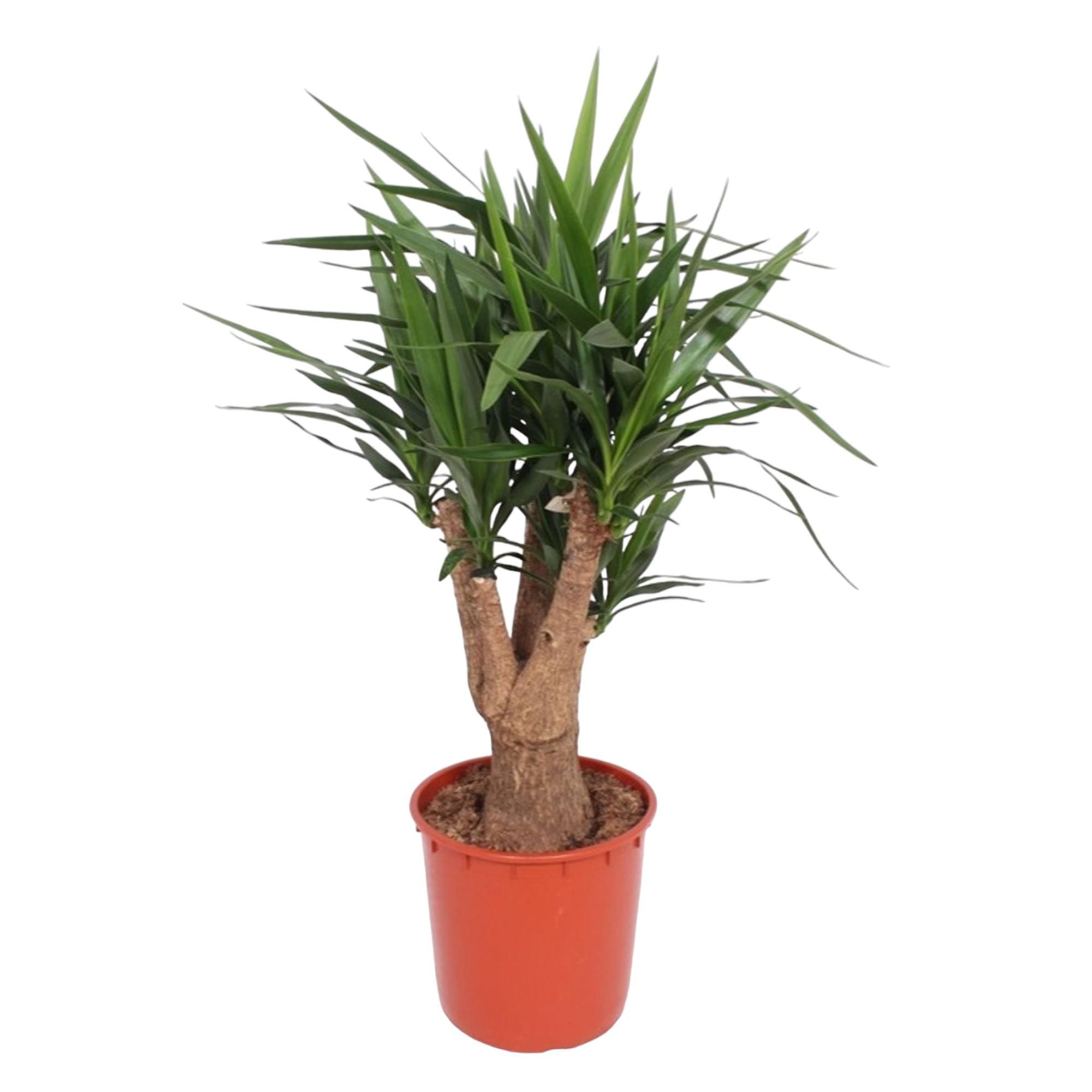 Yucca Elephantipes Zimmerpflanze mit verzweigtem Stamm