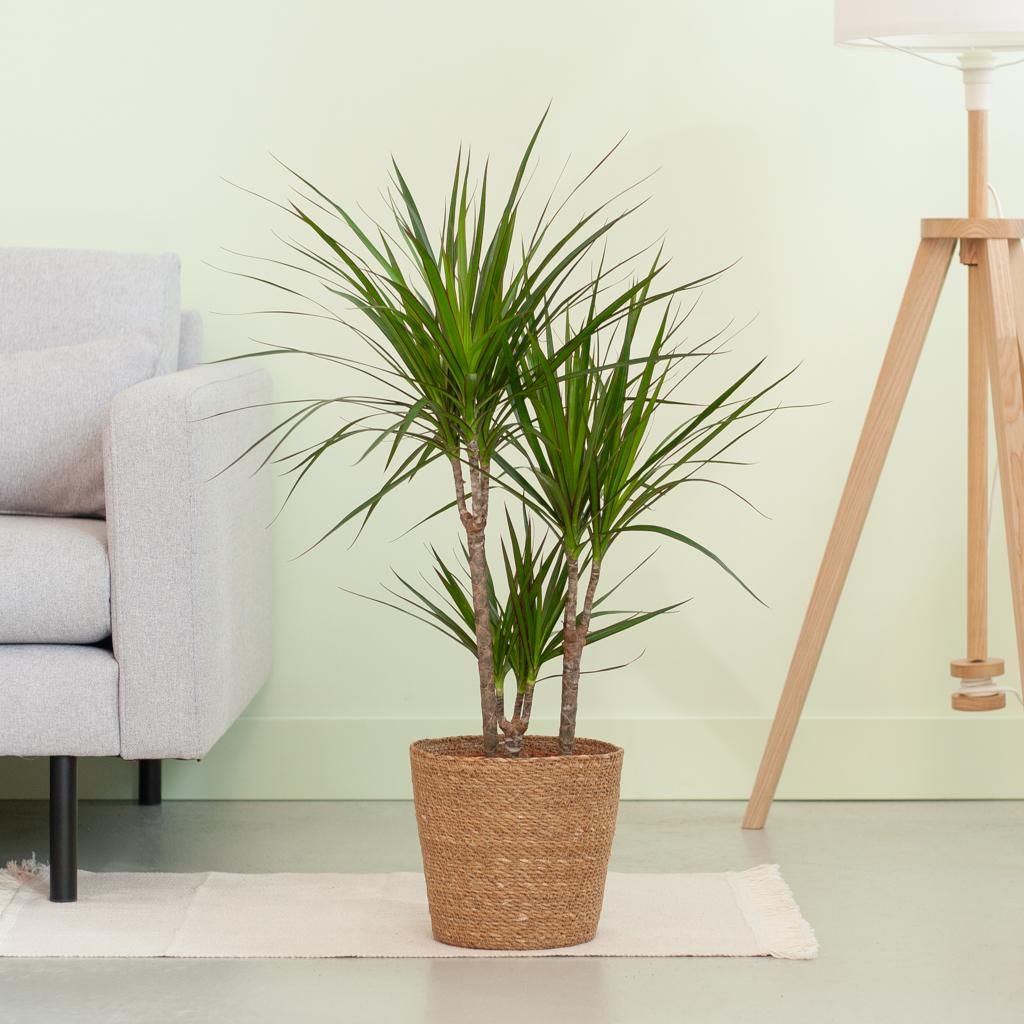 Dracaena Marginata Zimmerpflanze mit natürlichem Jutekorb