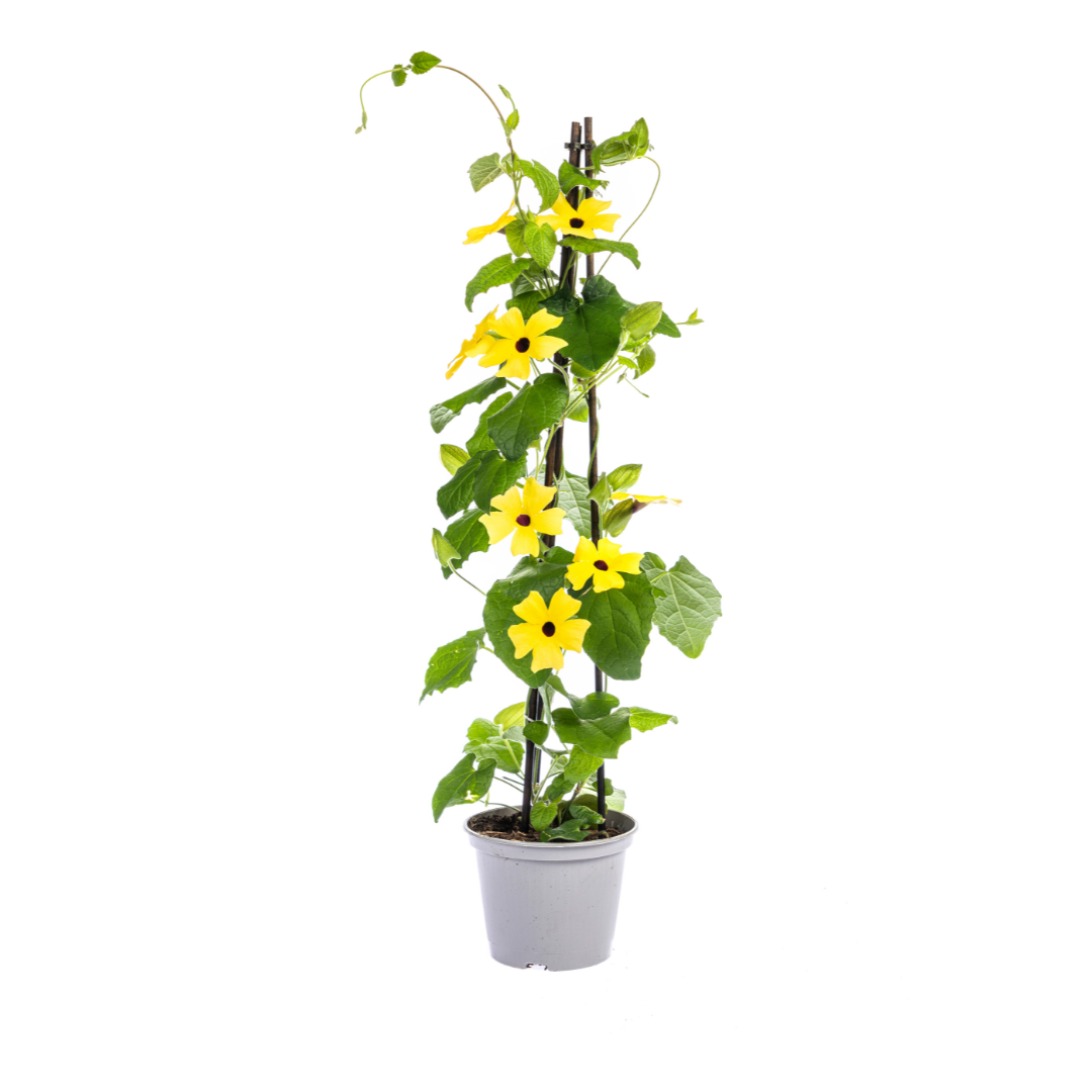 Thunbergia alata Sunny Susy Mix | Schwarzäugige Susanne | Ø13cm Topf | ↕ 60cm