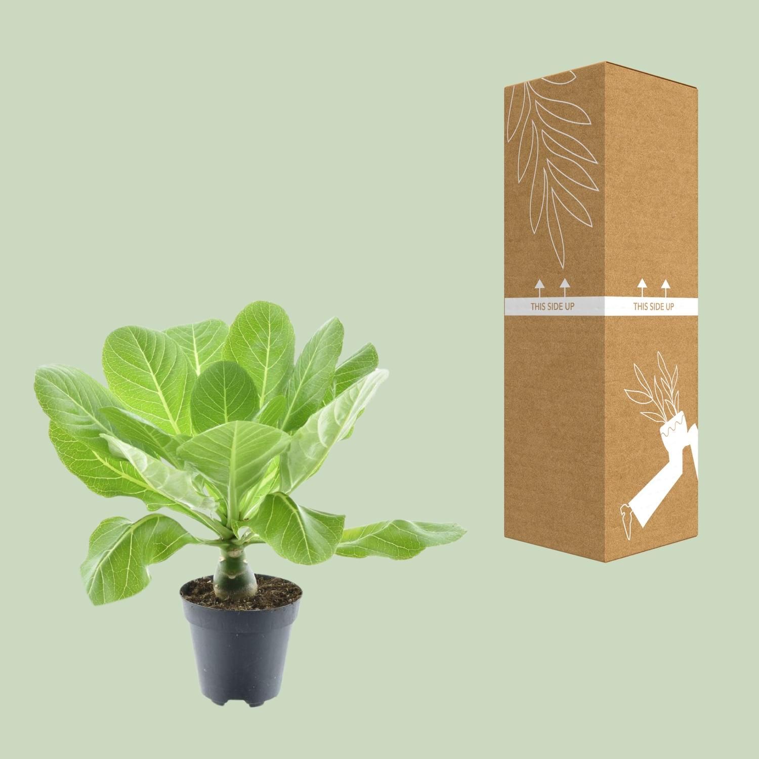 Hawaii Palme P12 – Ø12cm Topf – ↕37cm Wuchshöhe
