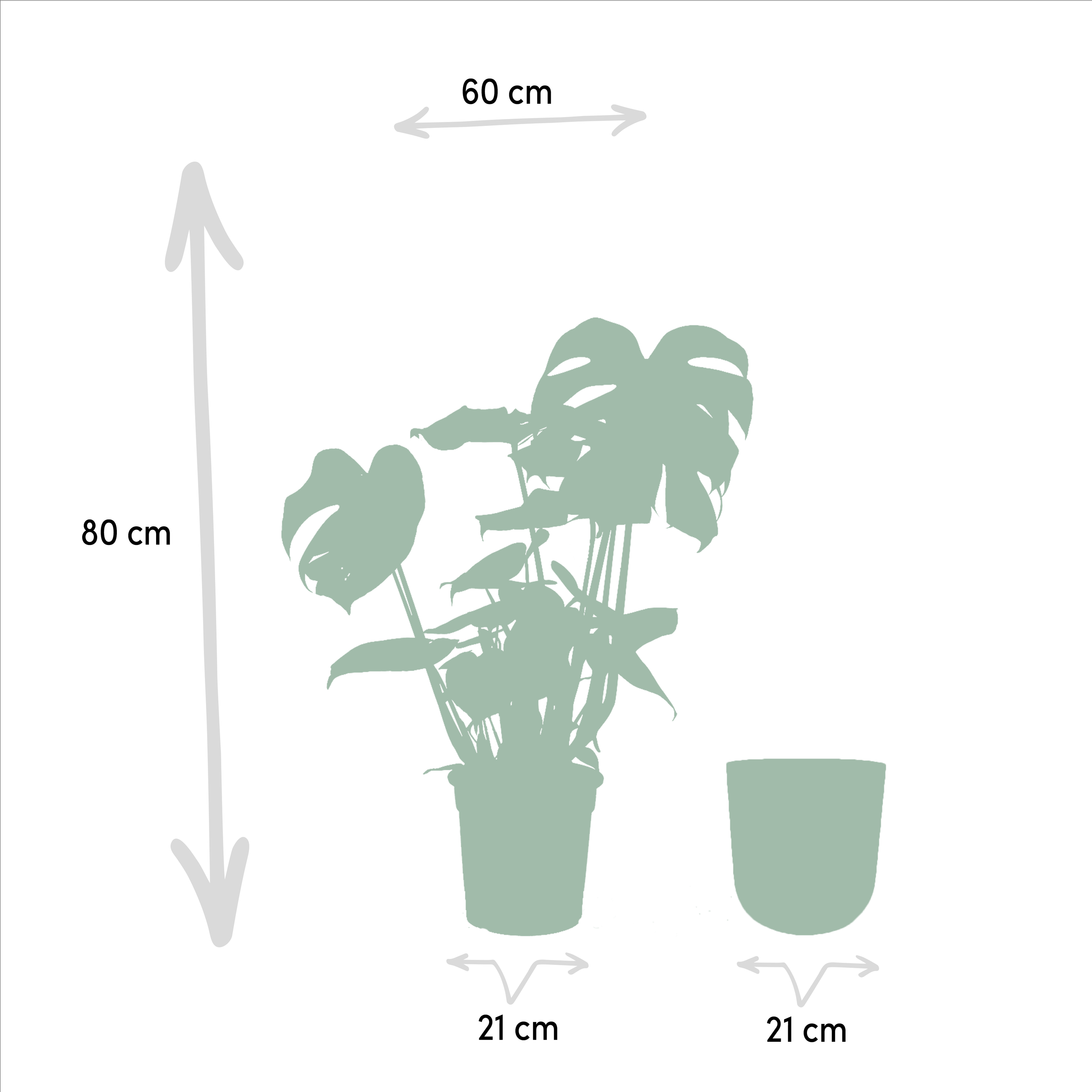 Monstera Deliciosa mit Mayk Lead Übertopf