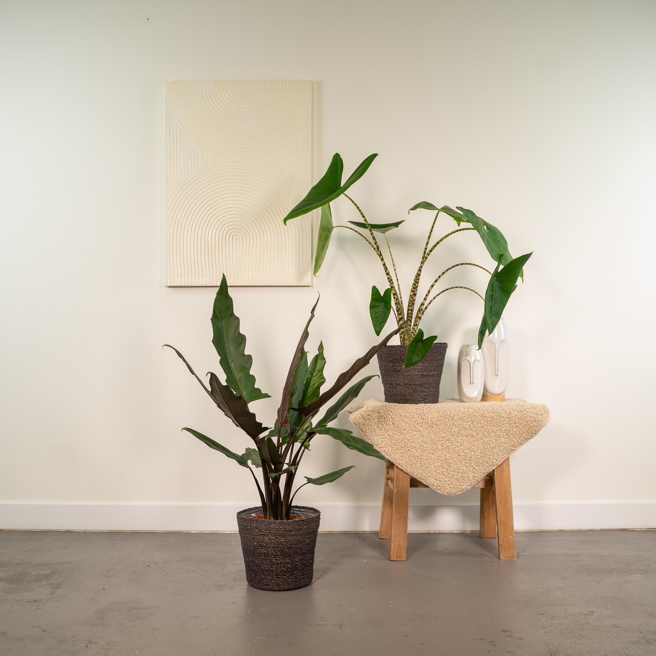 Alocasia Zebrina und Alocasia Lauterbachiana Zimmerpflanzen