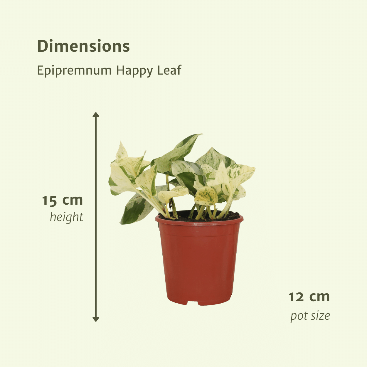 Epipremnum Happy Leaf Zimmerpflanze