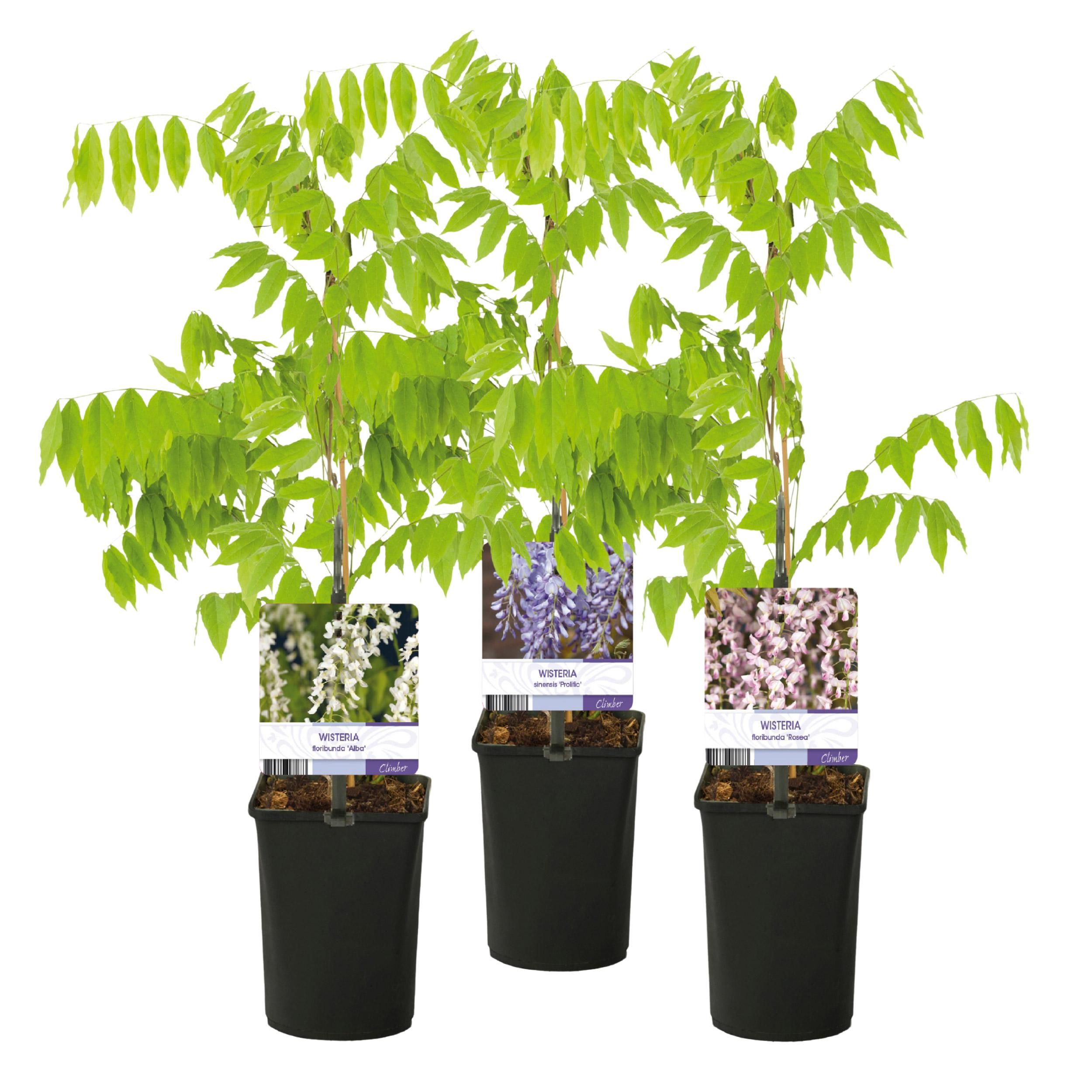 Blauregen Wisteria floribunda Tricolour mehrfarbig