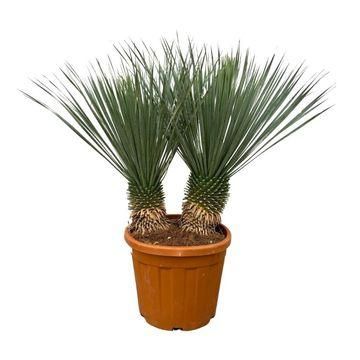 Chamaerops Humilis Fächerpalme