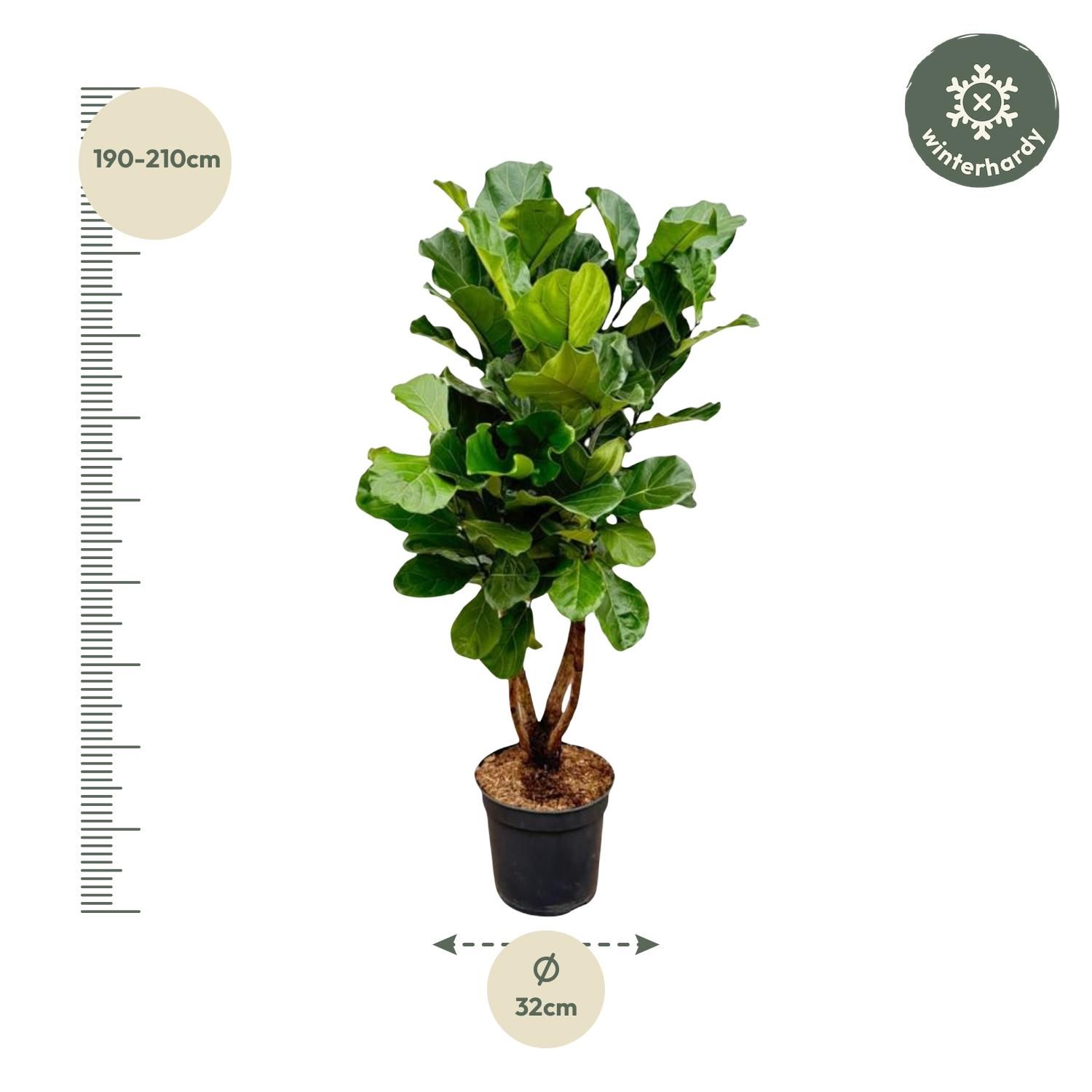 Ficus Lyrata Geigenfeige XL Zimmerpflanze