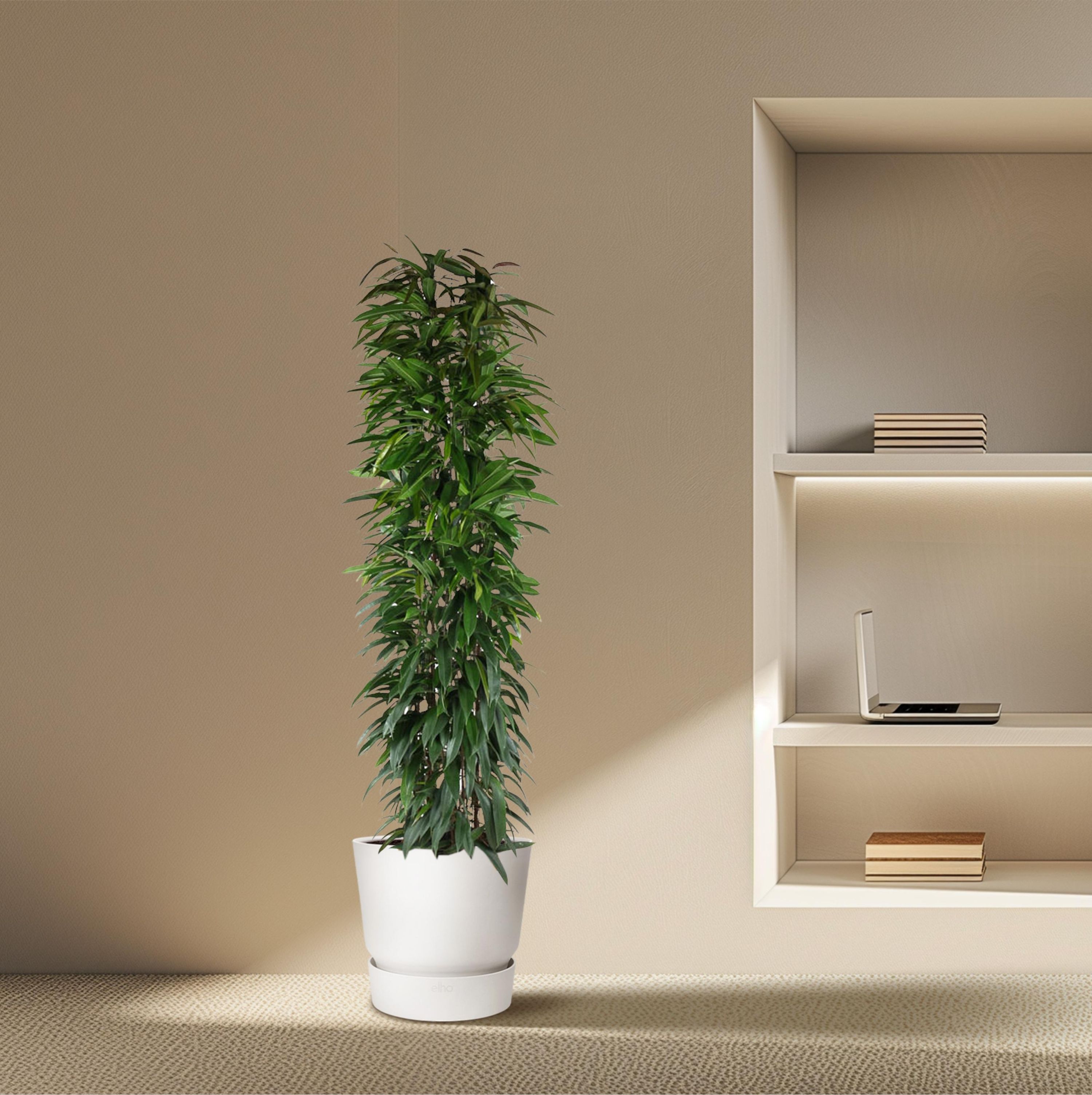 Ficus Alii King Säulenpflanze