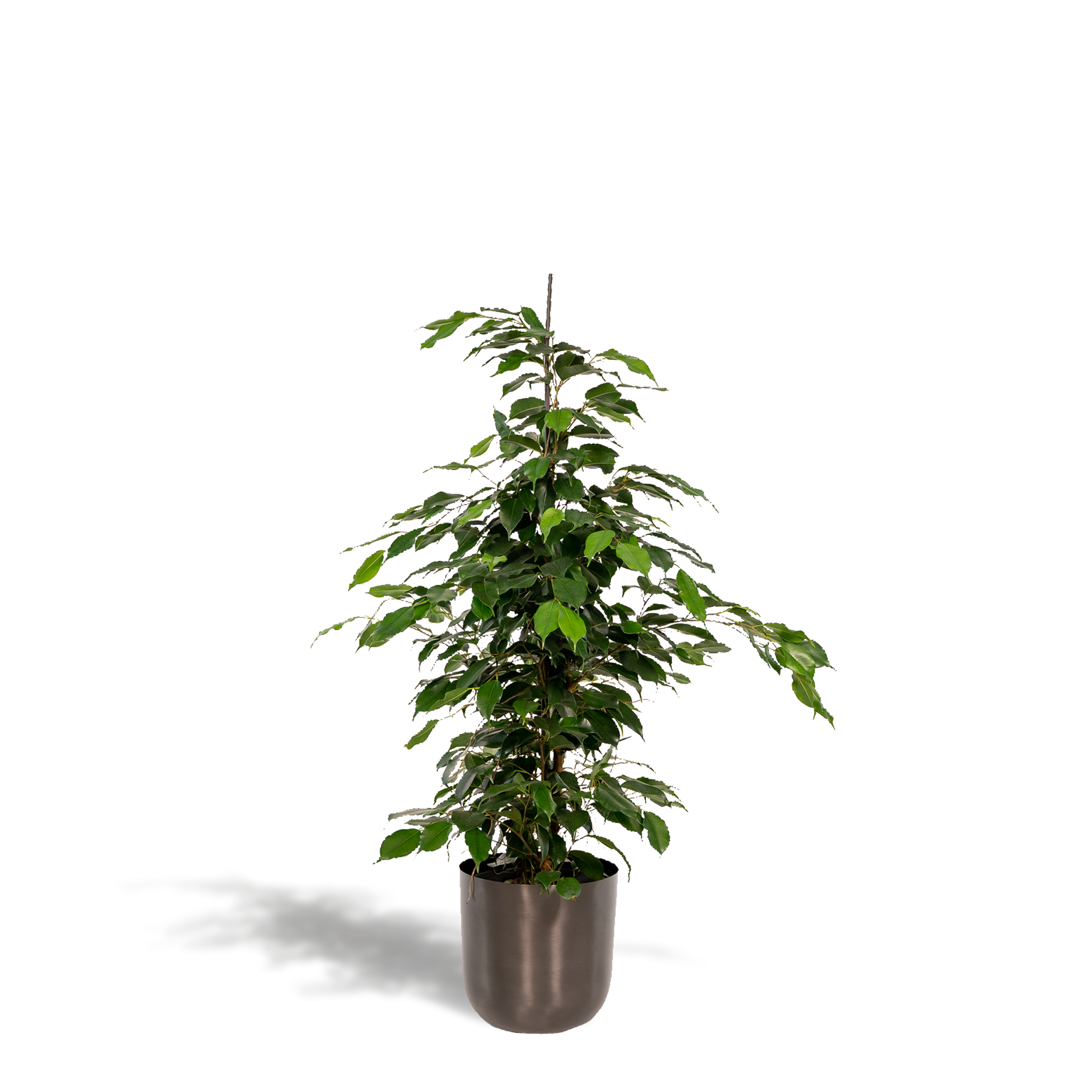 Ficus Benjamina Danielle Zimmerpflanze
