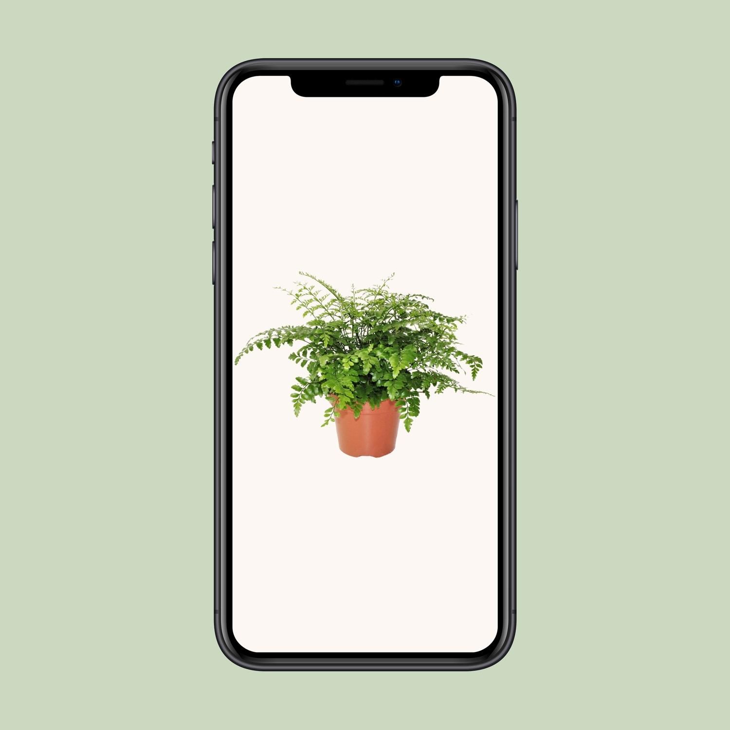 Asplenium Parvati Zimmerfarn