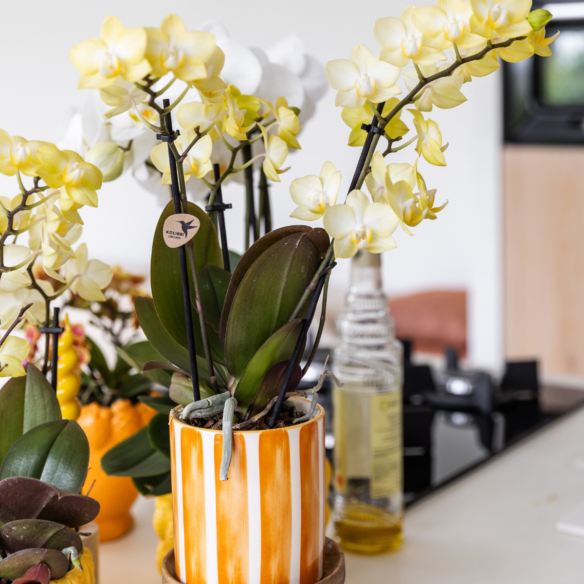 Phalaenopsis Orchidee Gelb
