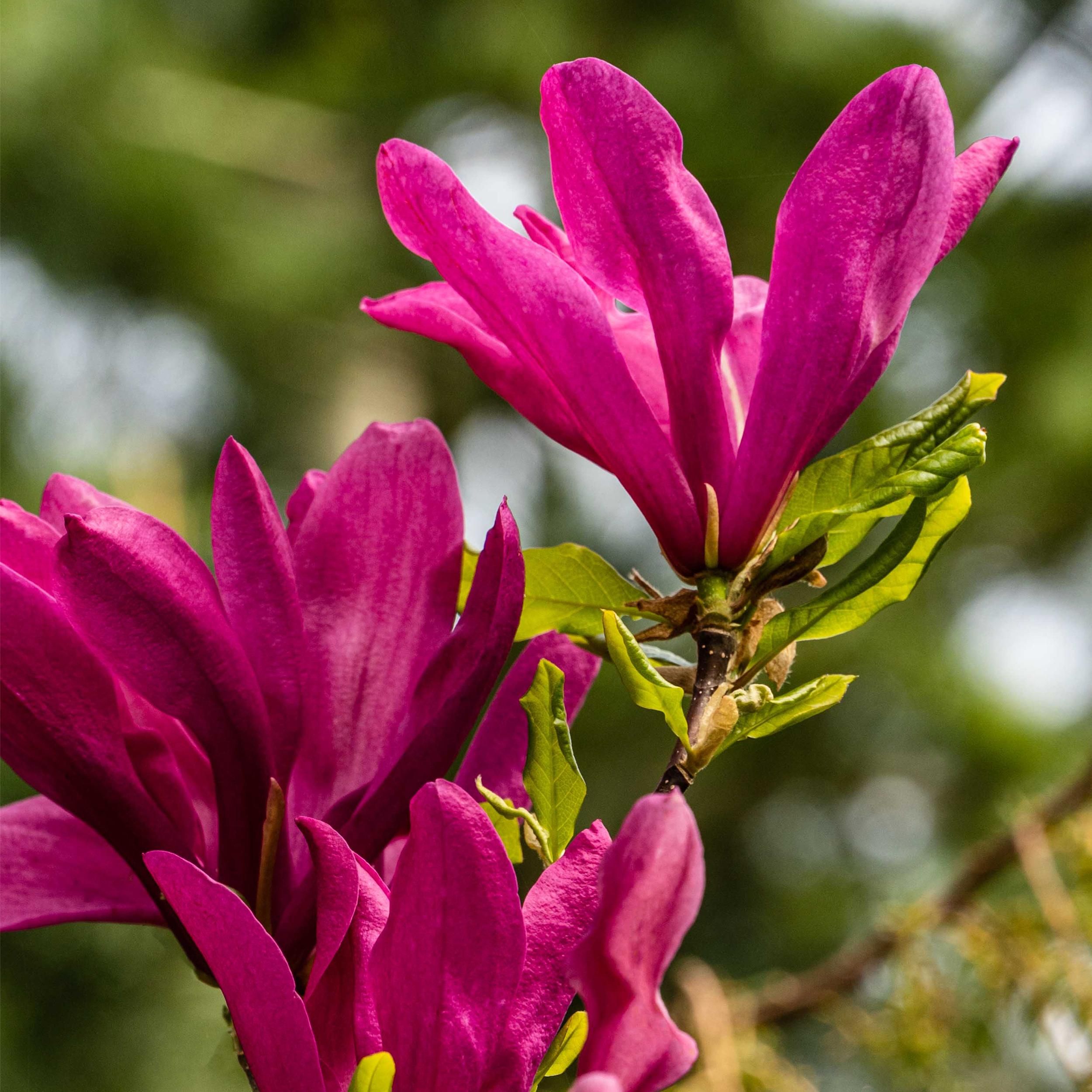 Magnolia Susan Strauch – Dunkelrosa Blüten – Laubabwerfend – Pflegeleicht