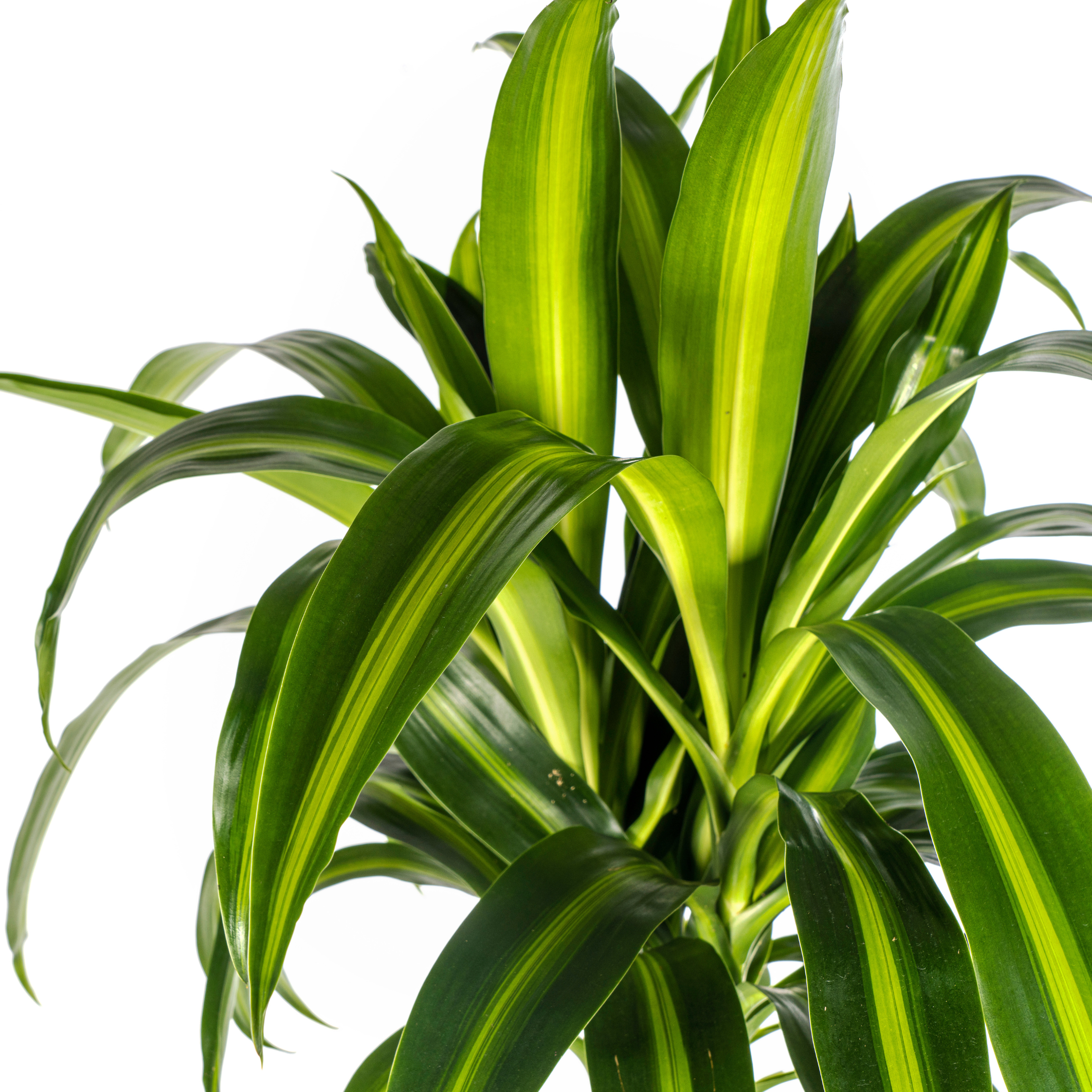 Drachenbaum Hawaiian Sunshine – Ø24cm – ↕130–150cm