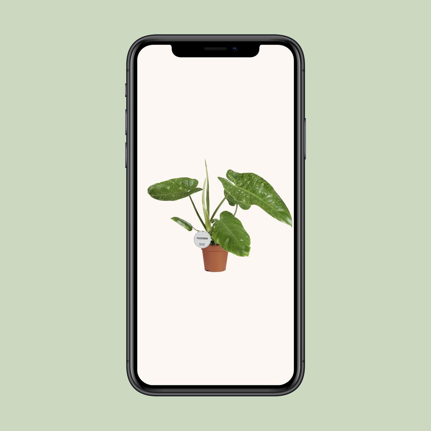 Philodendron Jose Buono – XL Größe – Beliebte Zimmerpflanze