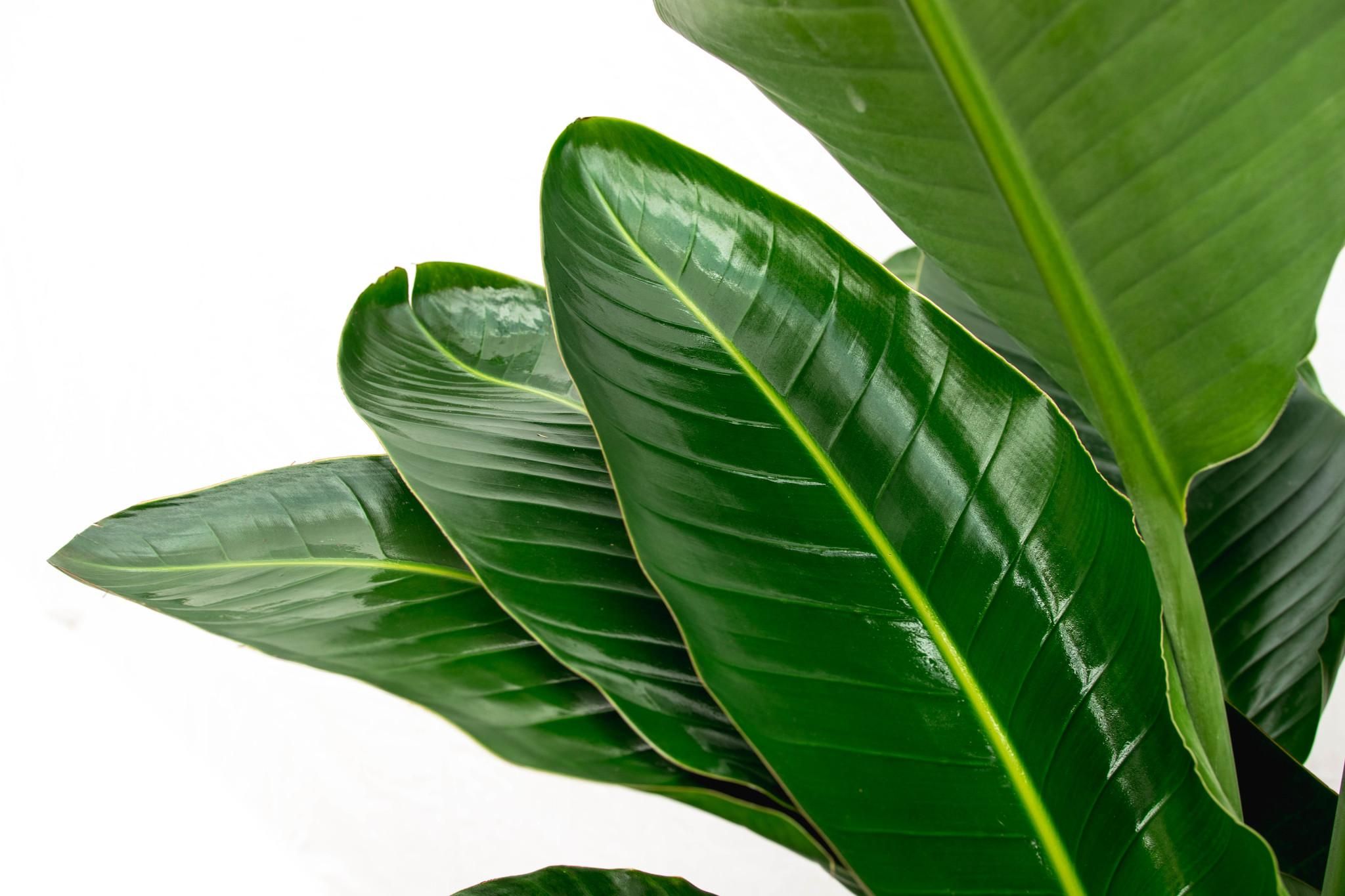 Strelitzia Nicolai - Weiße Paradiesvogelpflanze XXL