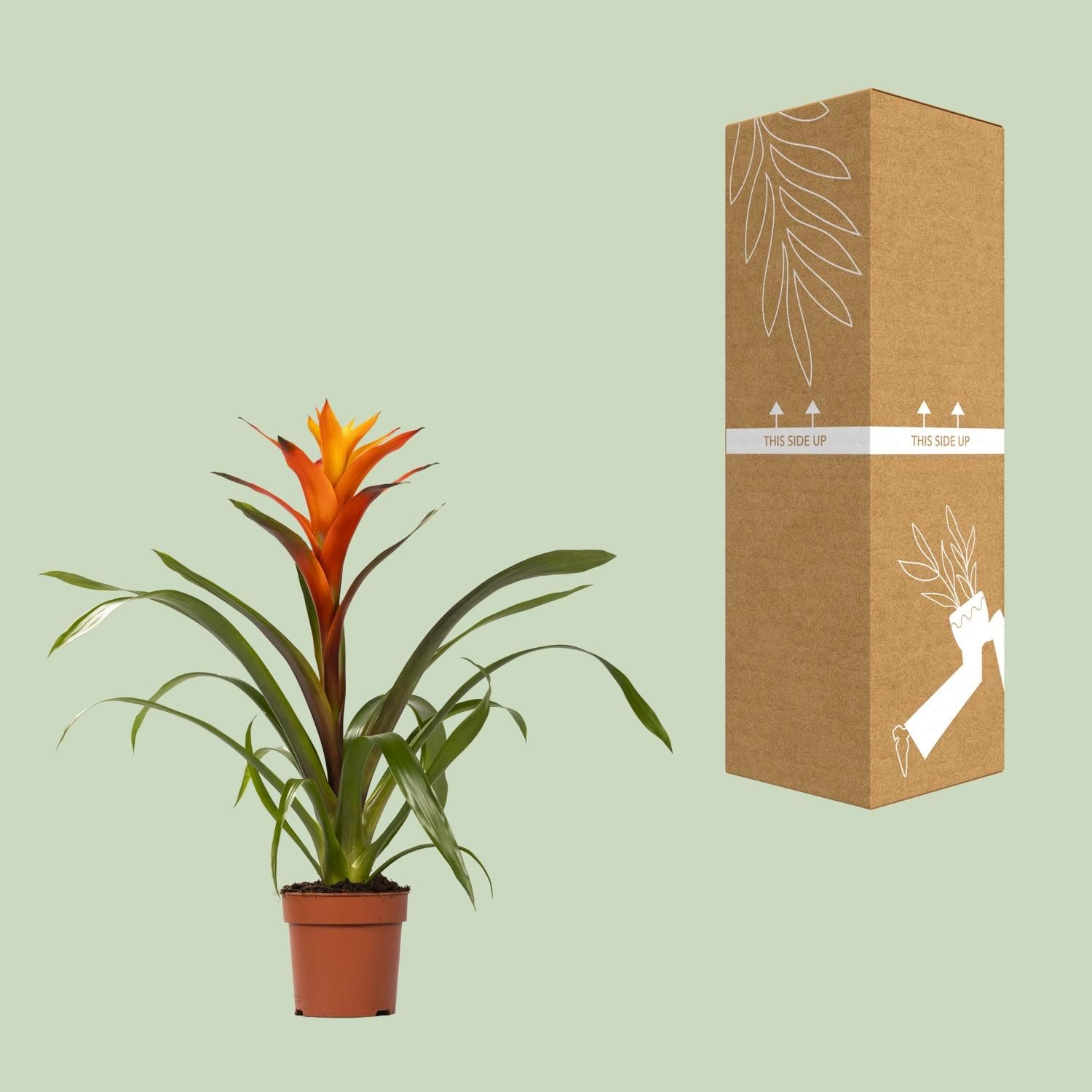 Guzmania Variada Zimmerpflanze