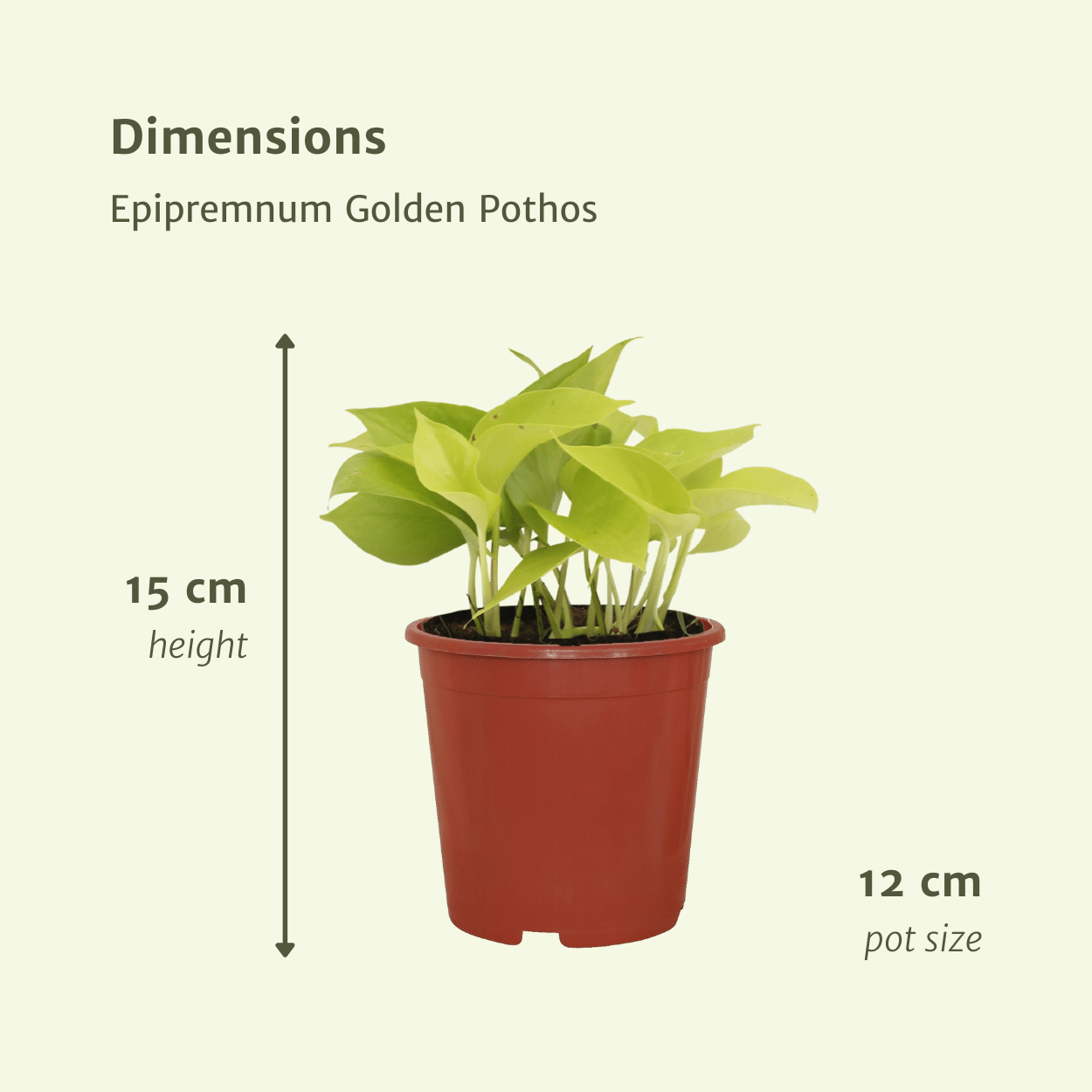 Epipremnum Golden Pothos Zimmerpflanze
