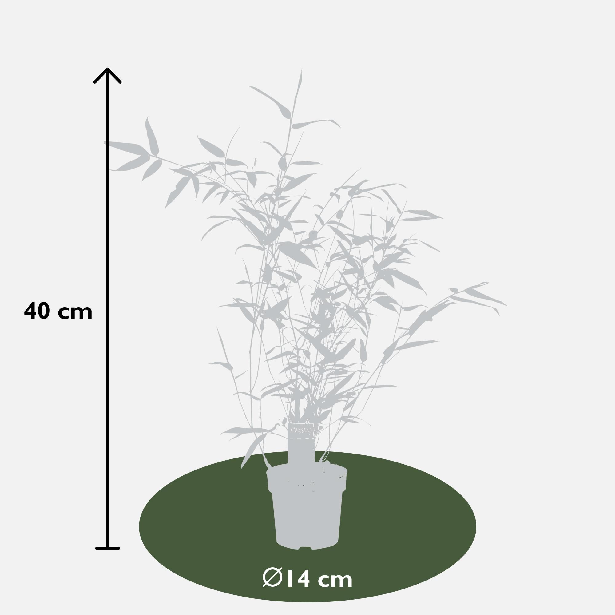 Phyllostachys Bissetii Bambus