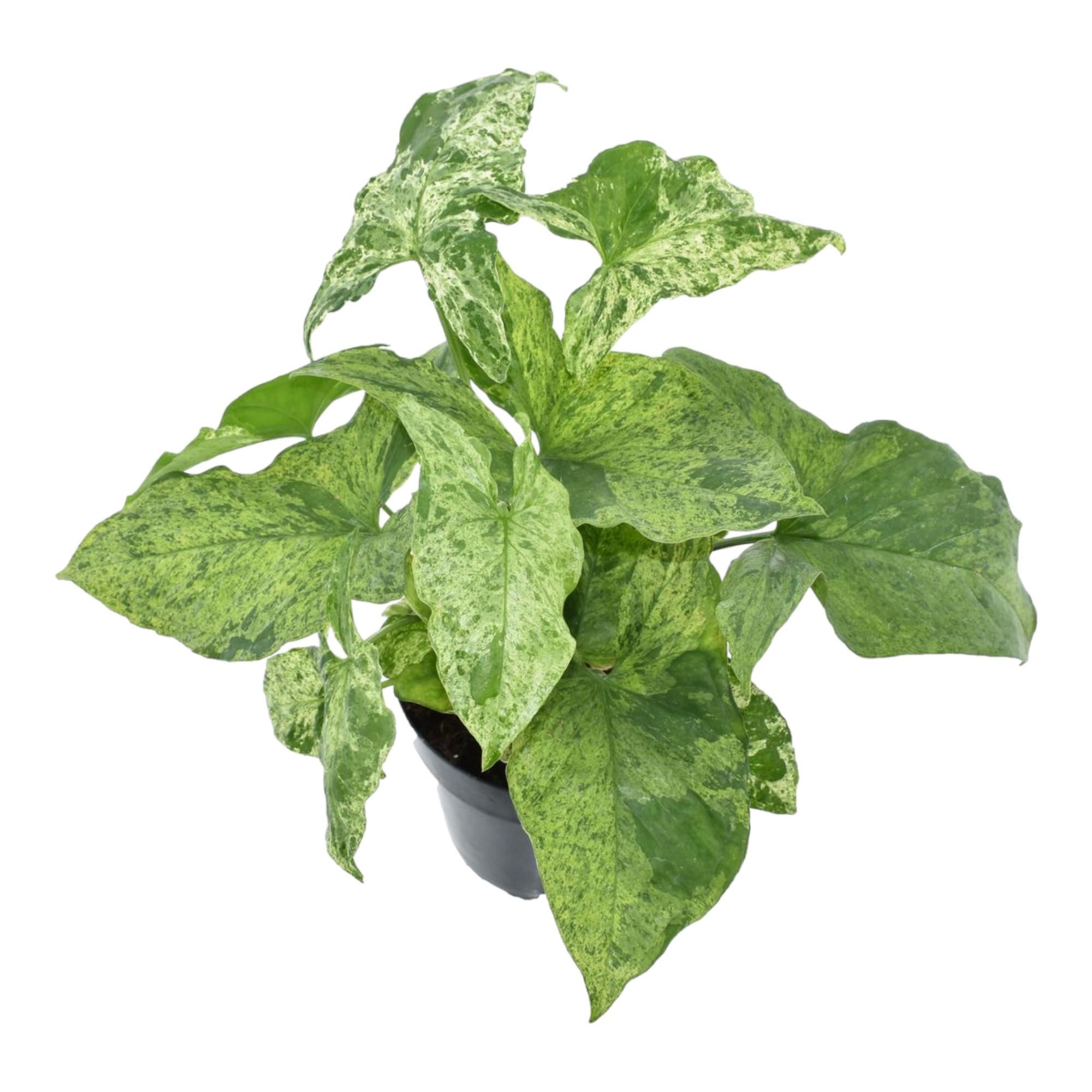 Syngonium Mottled Zimmerpflanze mit gemusterten Blättern
