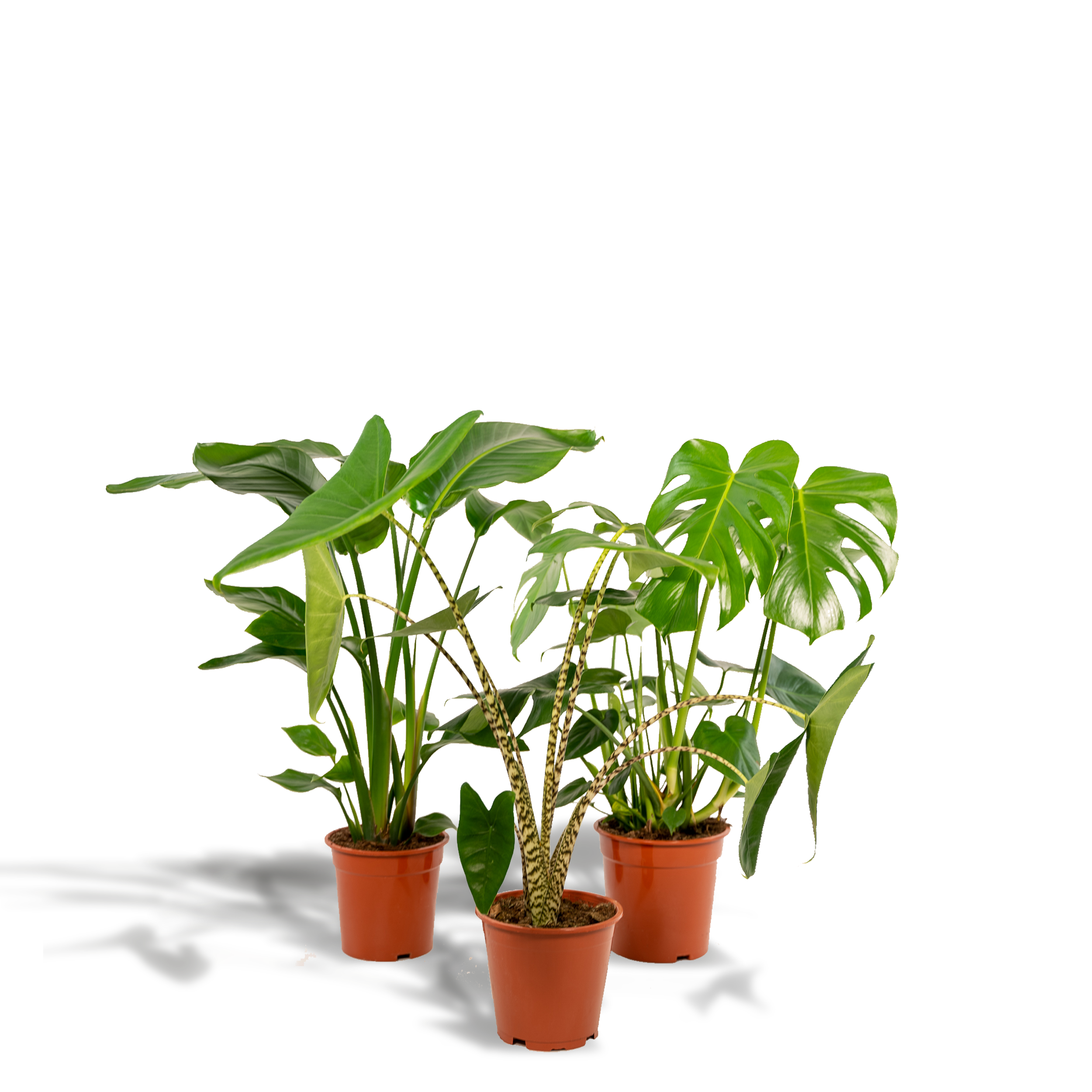Monstera Deliciosa Pflanzenmix für tropisches Wohnambiente