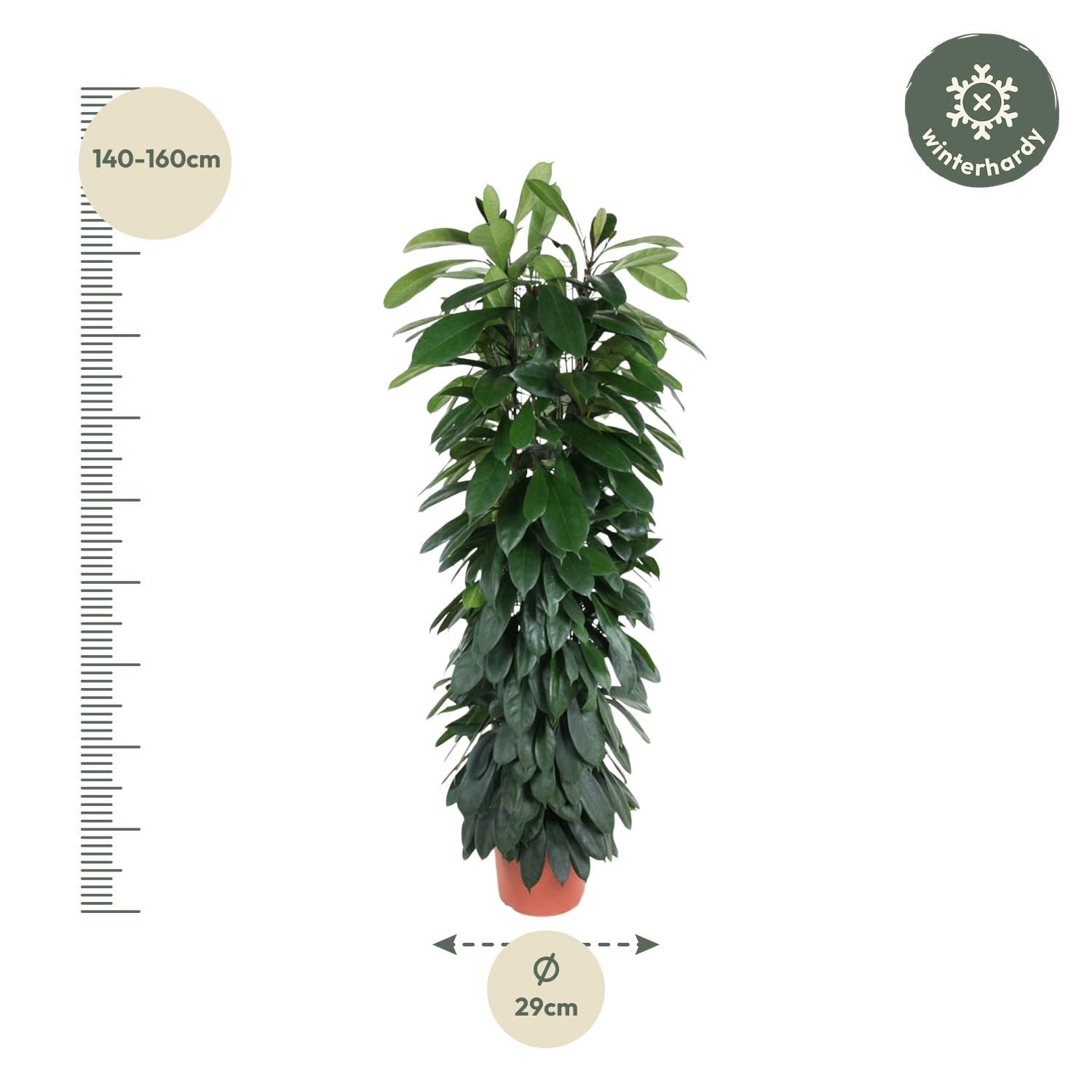 Ficus Cyatistipula auf Stamm elegant