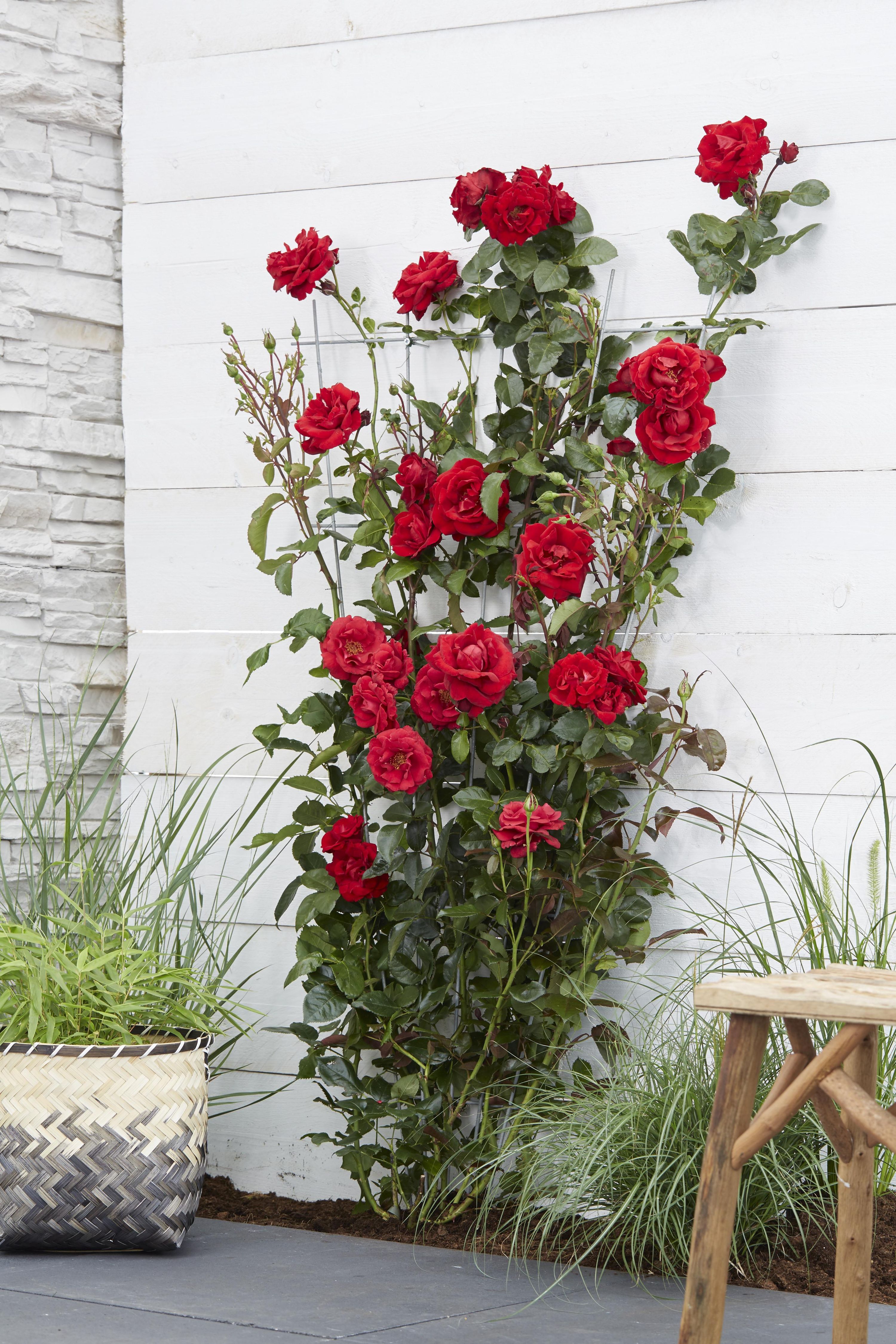 Rosa Crazy in Love Rote Rose