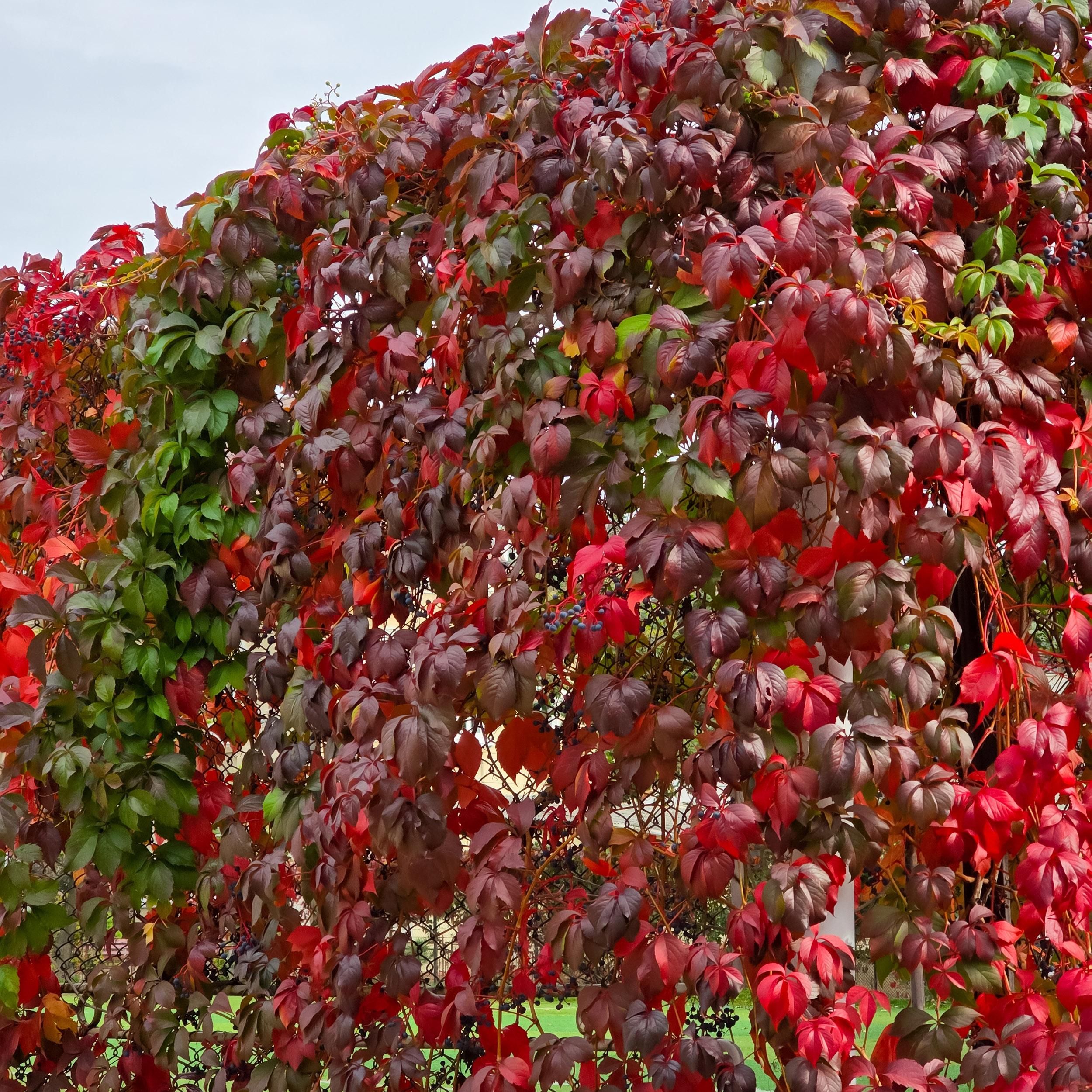 Wilde Wein | Parthenocissus Engelmannii | Blatt Grün/Rot | Pflegeleicht | 2 Pflanzen