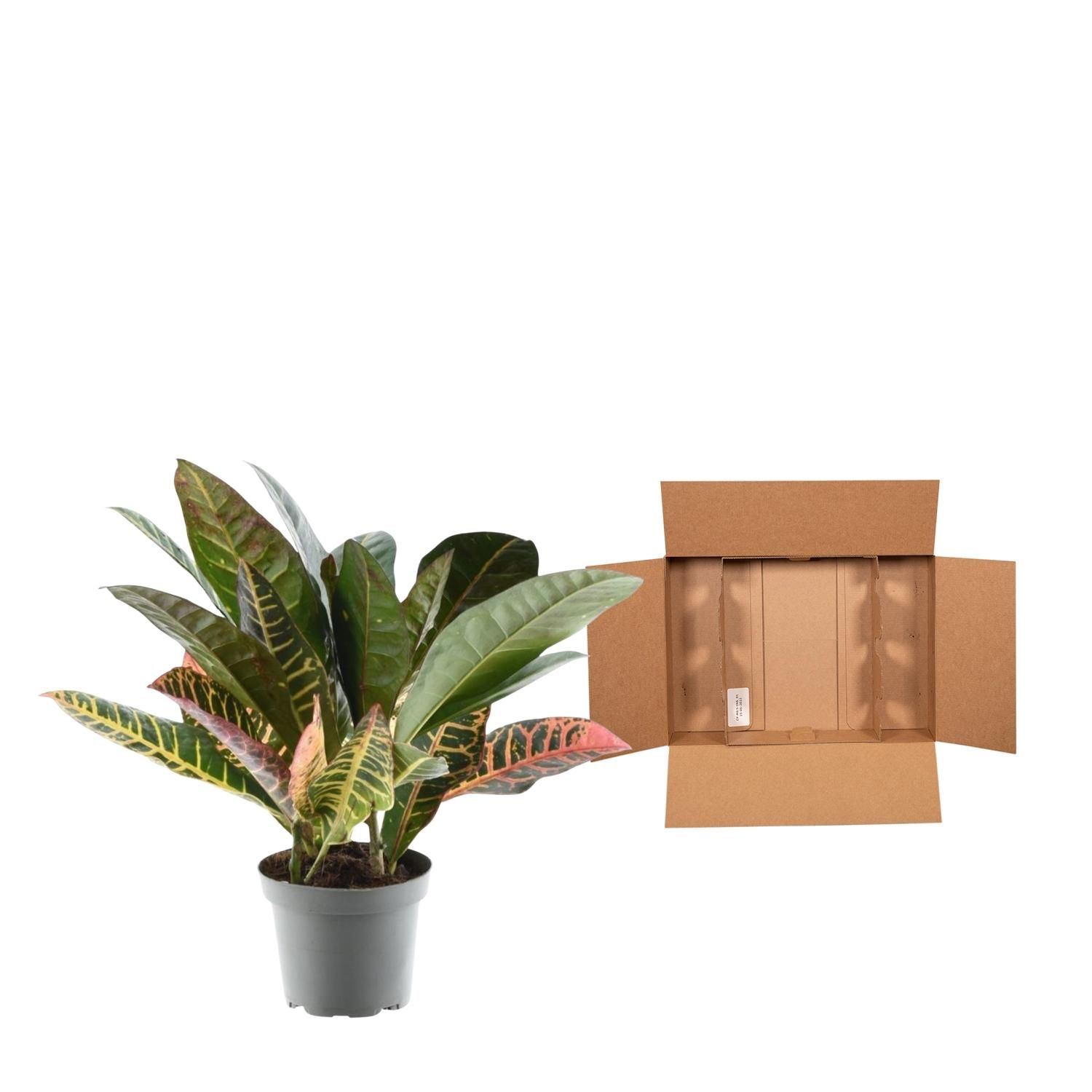 Codiaeum Petra farbenfrohe Zimmerpflanze
