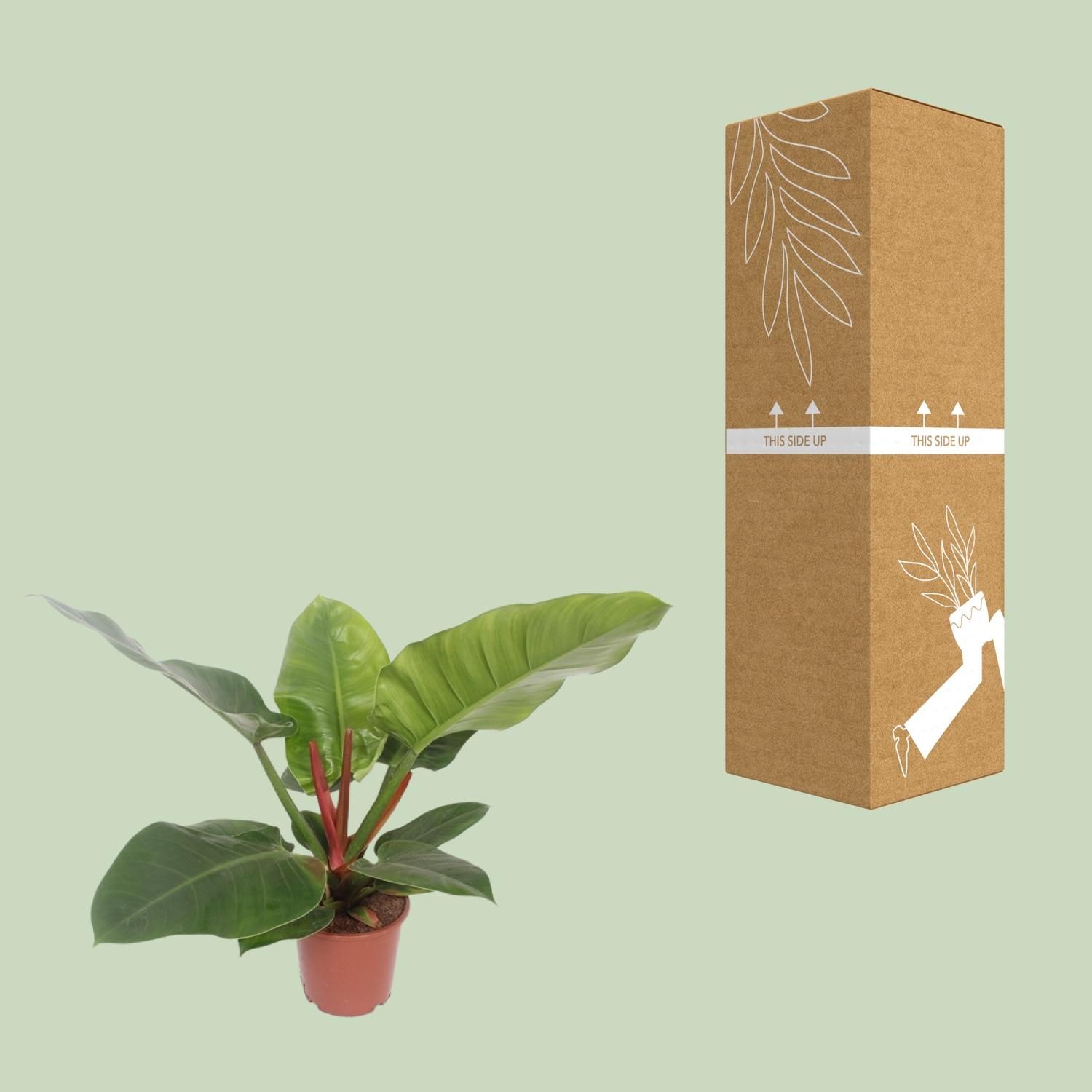 Philodendron Imperial Green – Stilvolle Zimmerpflanze