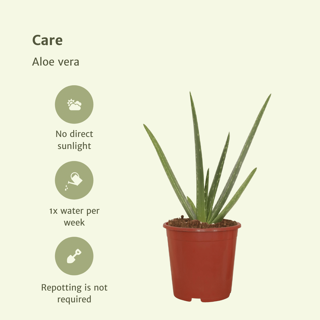 Aloe Vera Sukkulente Zimmerpflanze