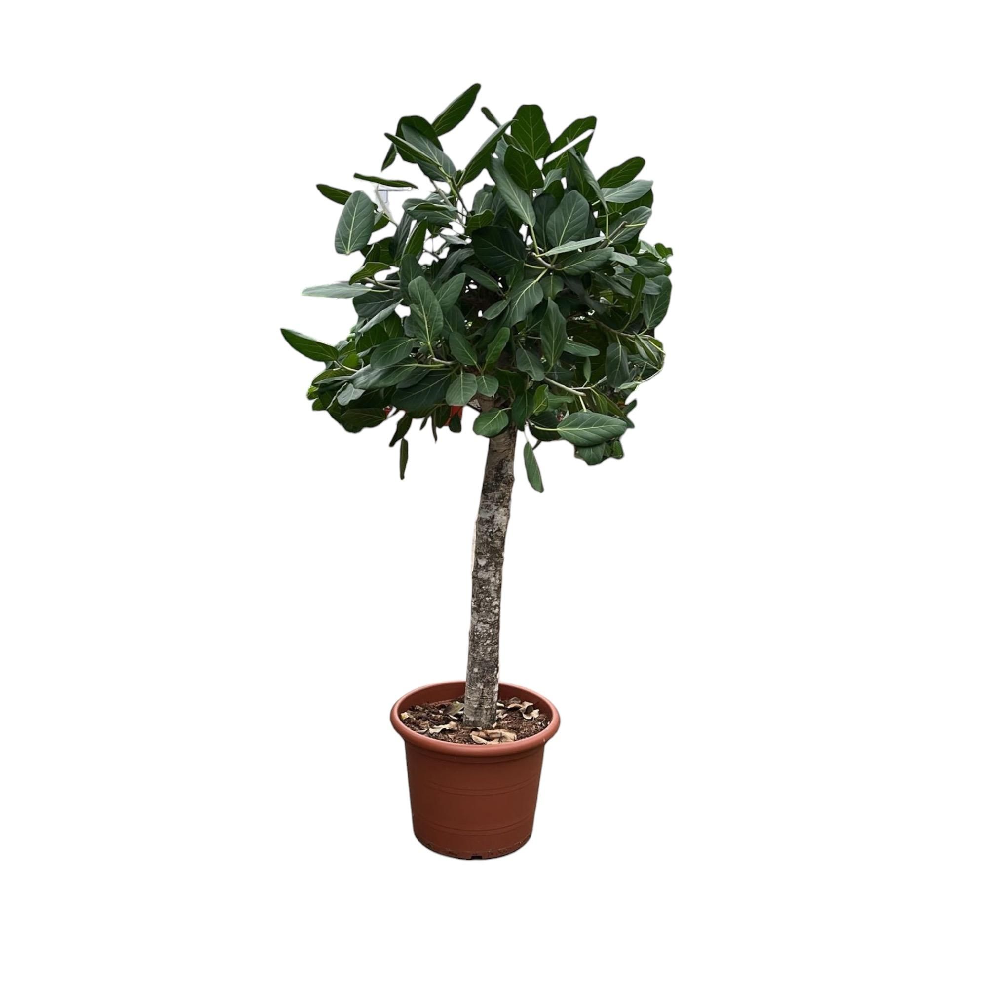 Ficus Benghalensis Zimmerbaum