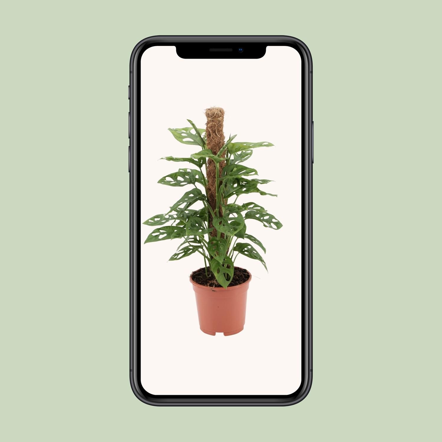 Monstera - Tropische Schweizer Käse Pflanze